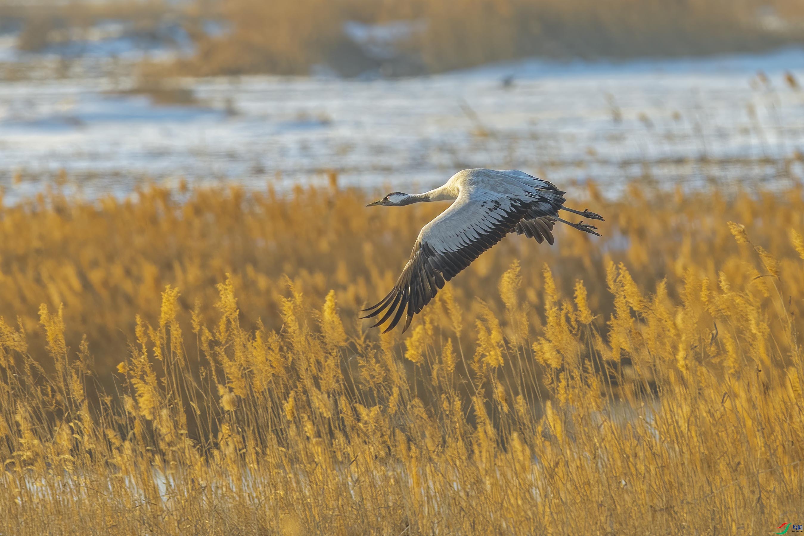 DSC_4174 ����.jpg