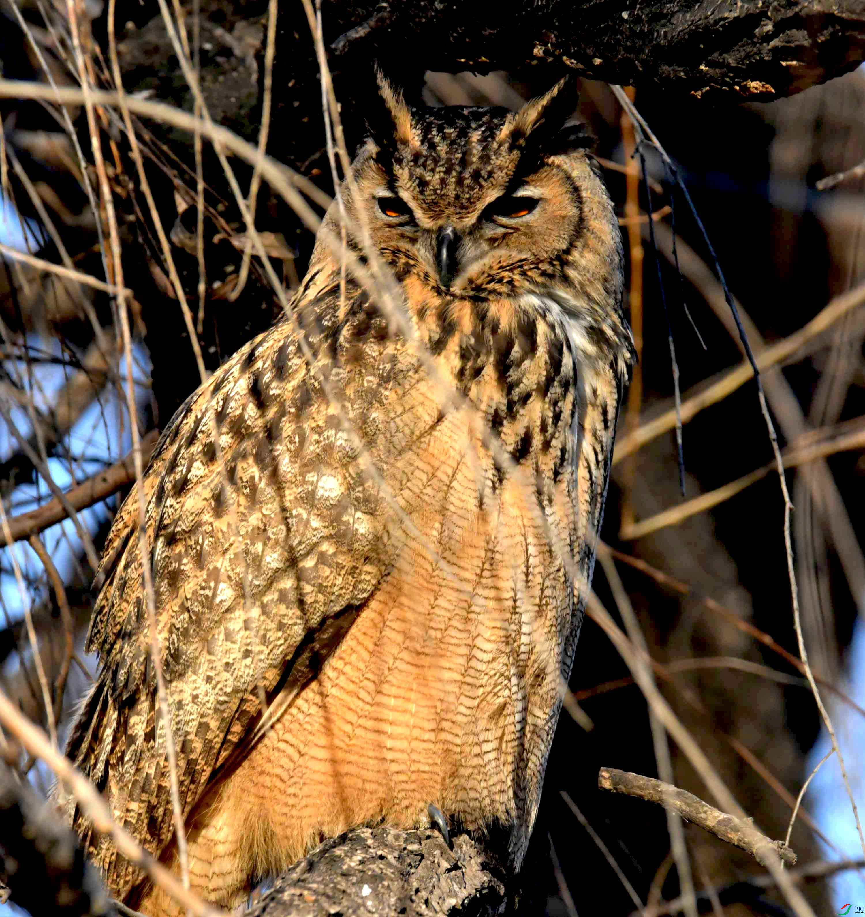 DSC_6455.JPG