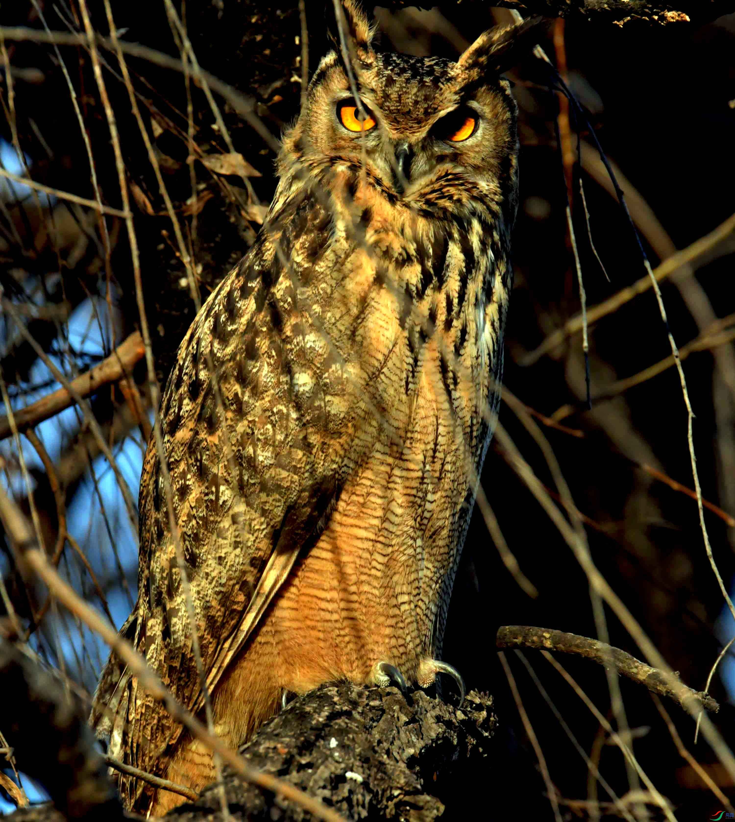 DSC_6562.JPG