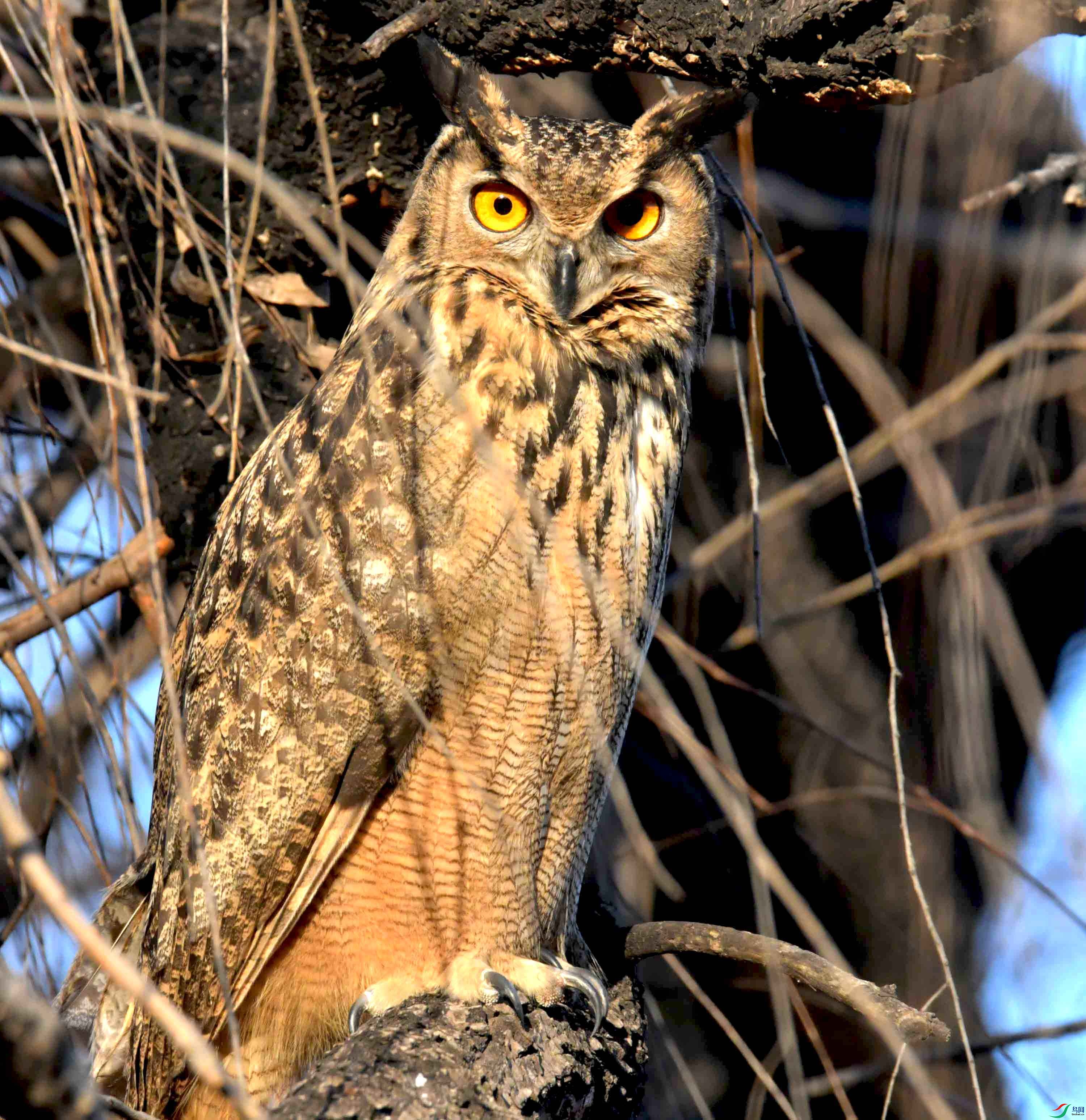 DSC_6601.JPG