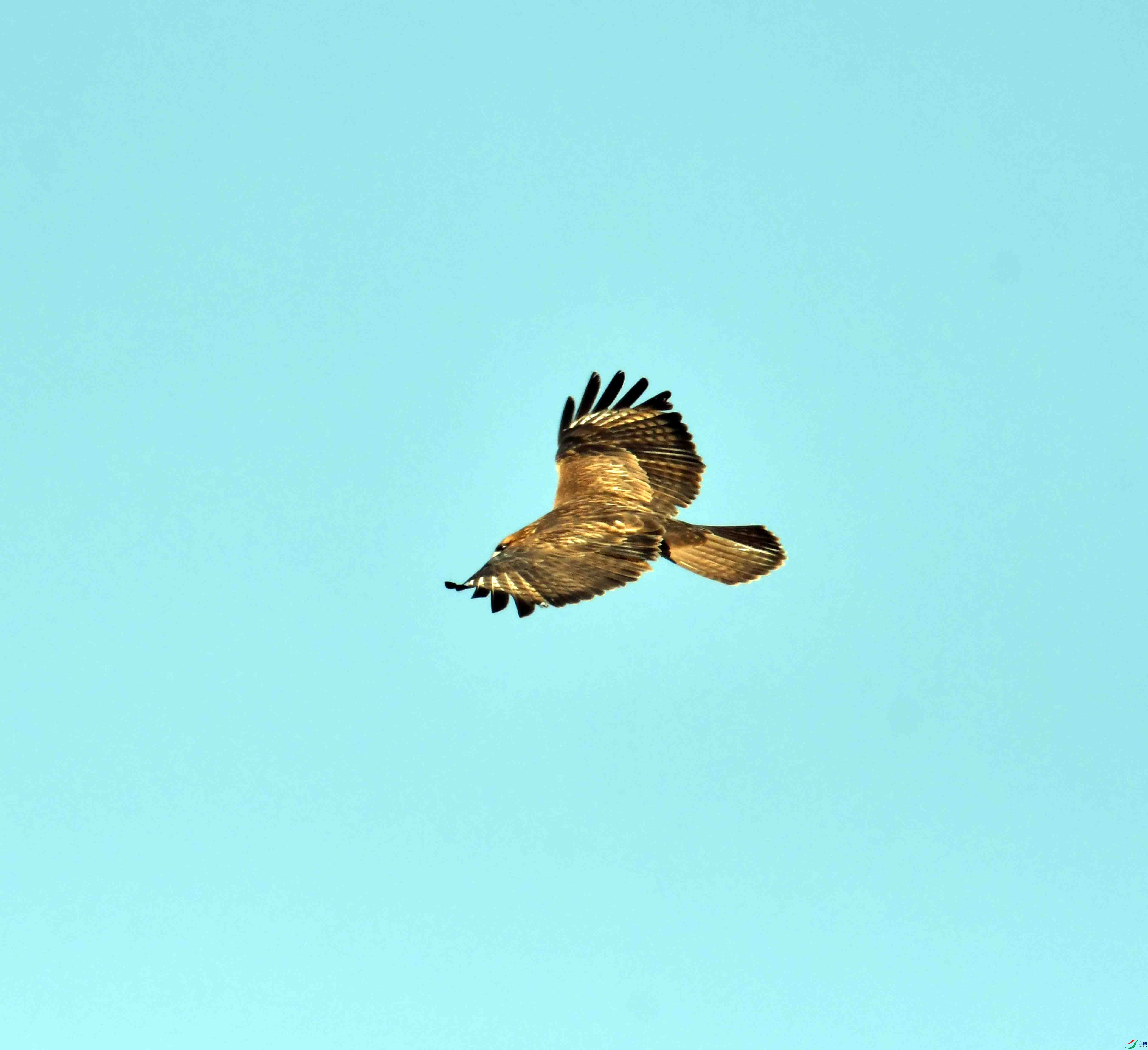 DSC_0516.JPG