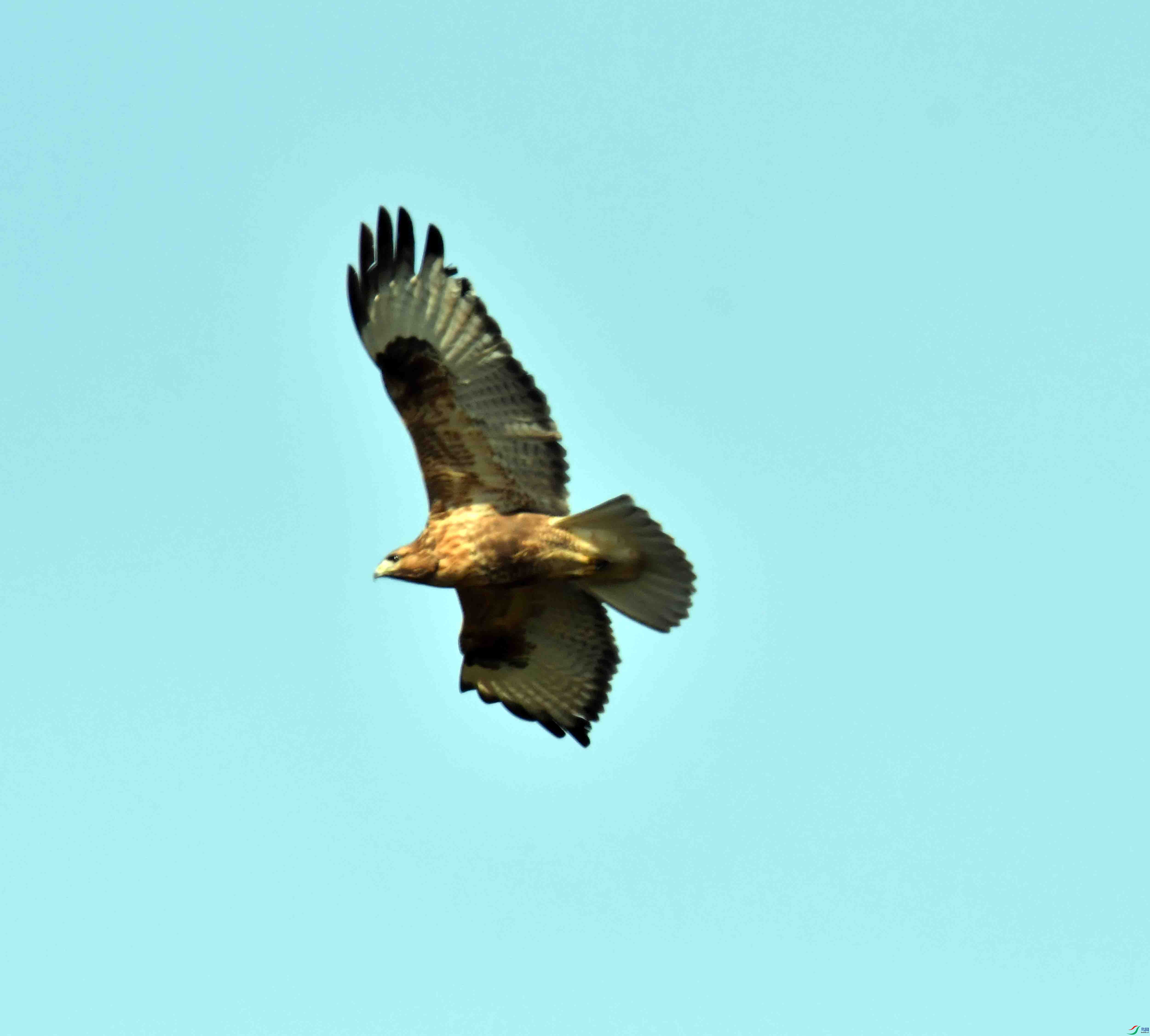 DSC_0515.JPG