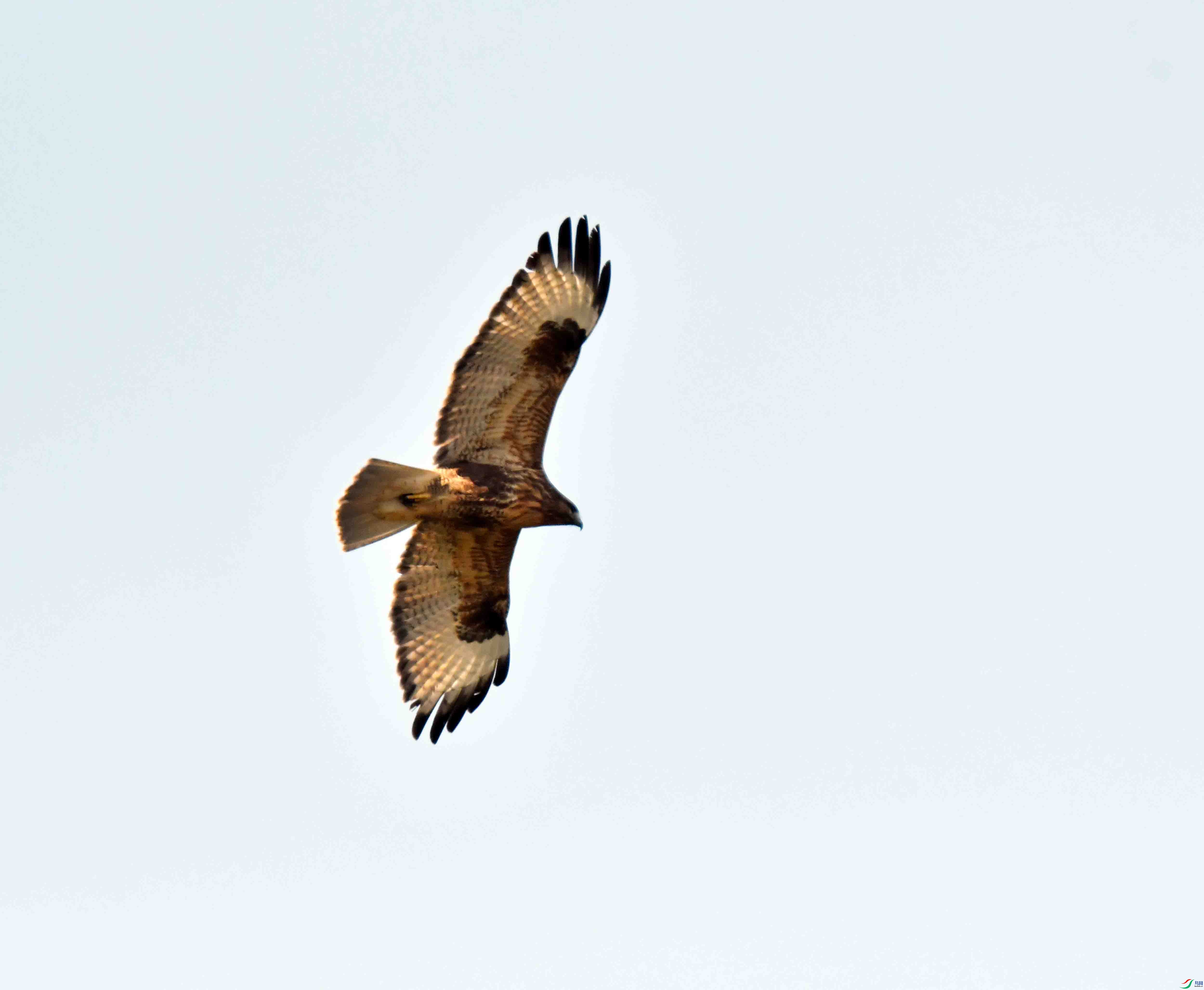 DSC_0519.JPG