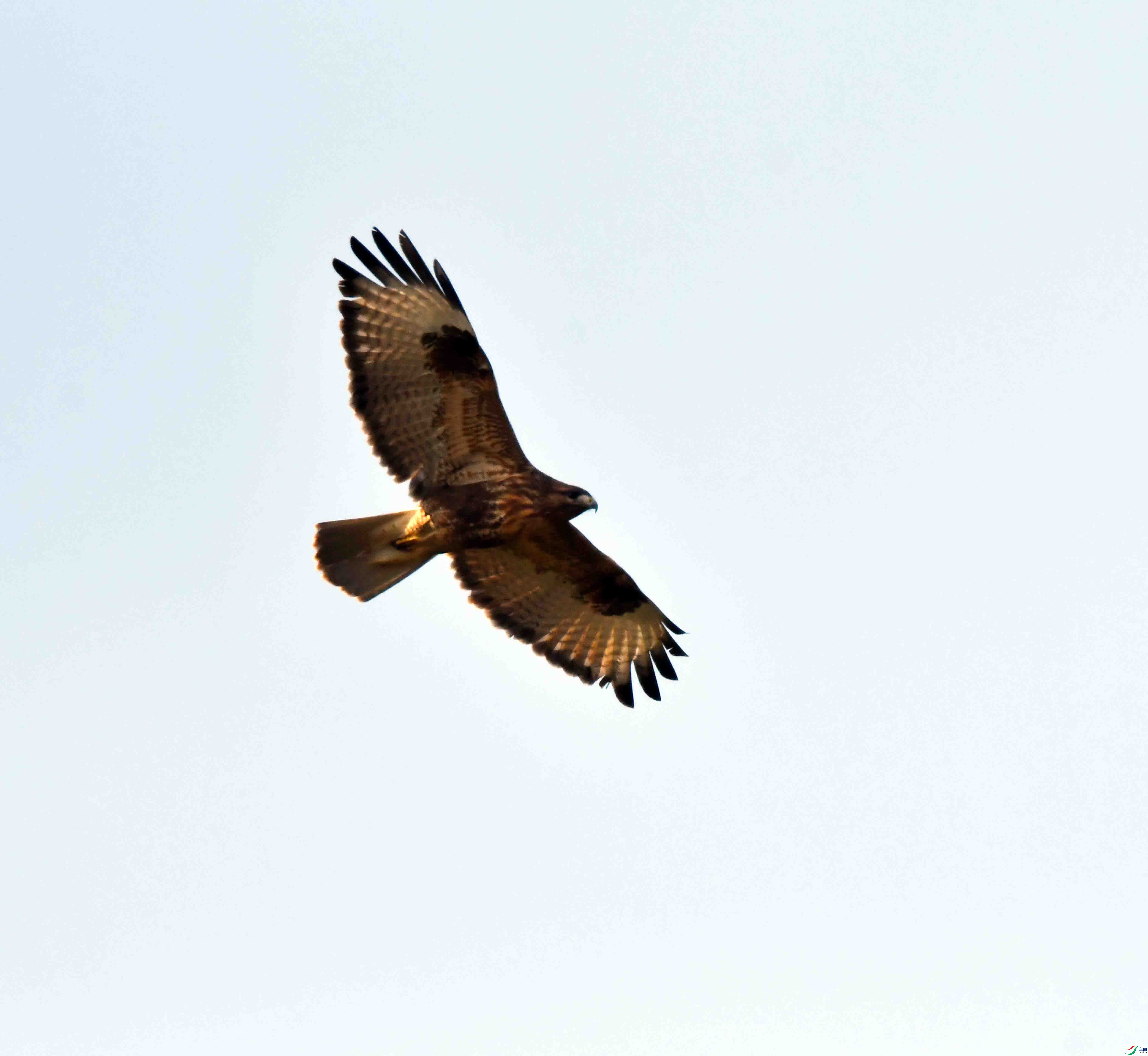 DSC_0518.JPG