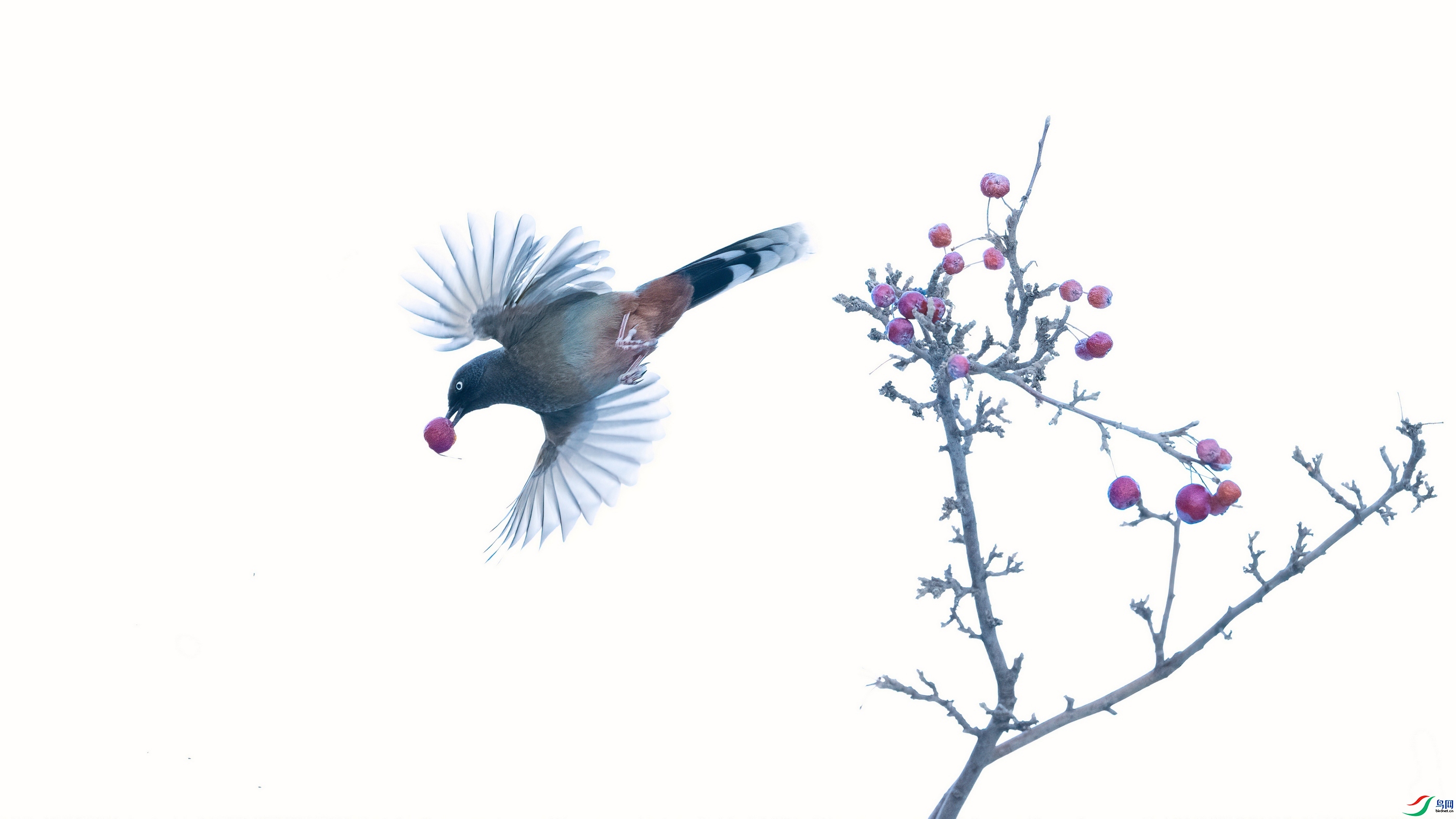 20231127����������˼�� ��ʳ���� �������.jpg