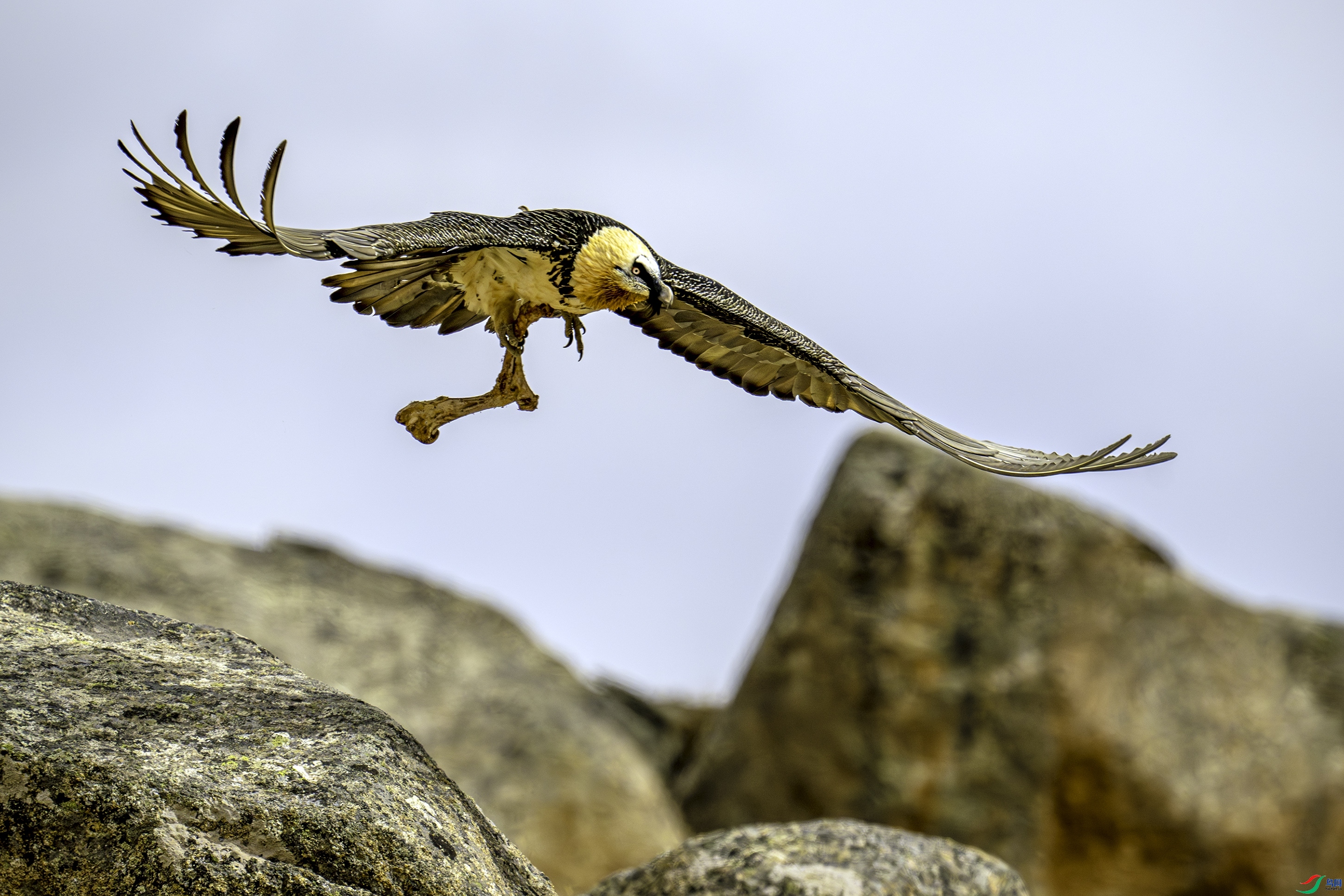 20231223���߿���ӥ���ٻ� �������.jpg