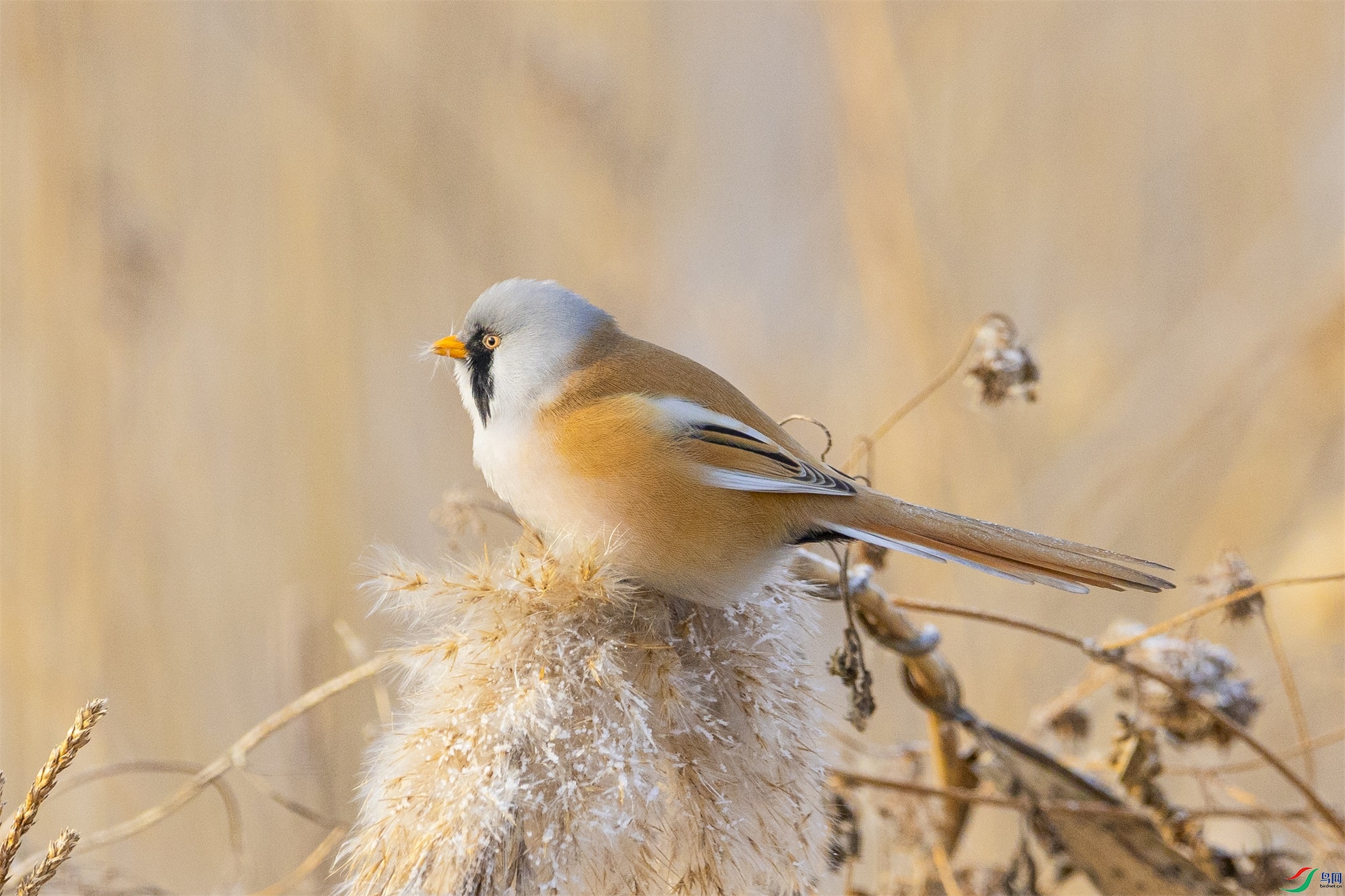 1K3A0485 ����1.jpg