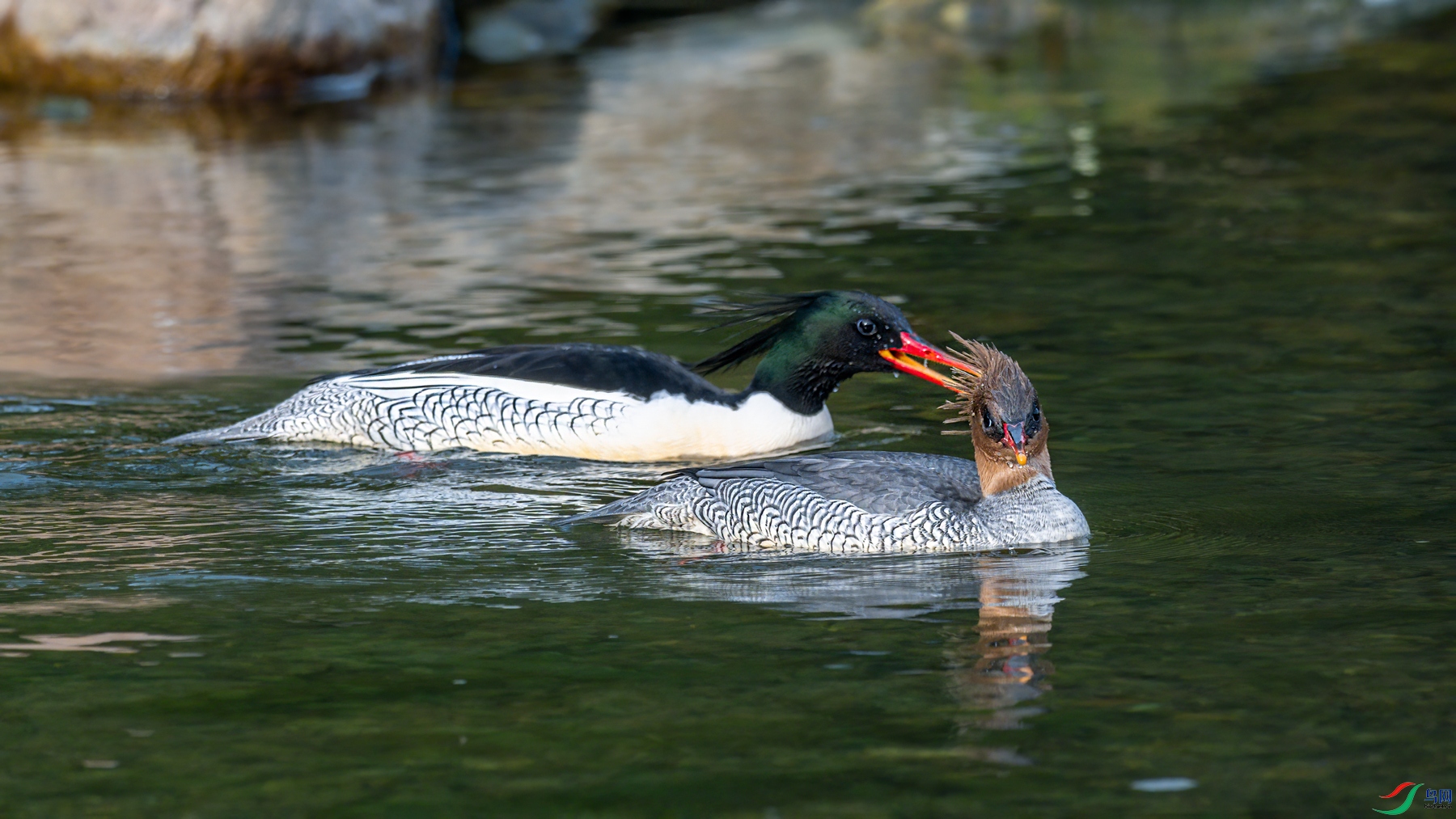 DSC_0813.jpg