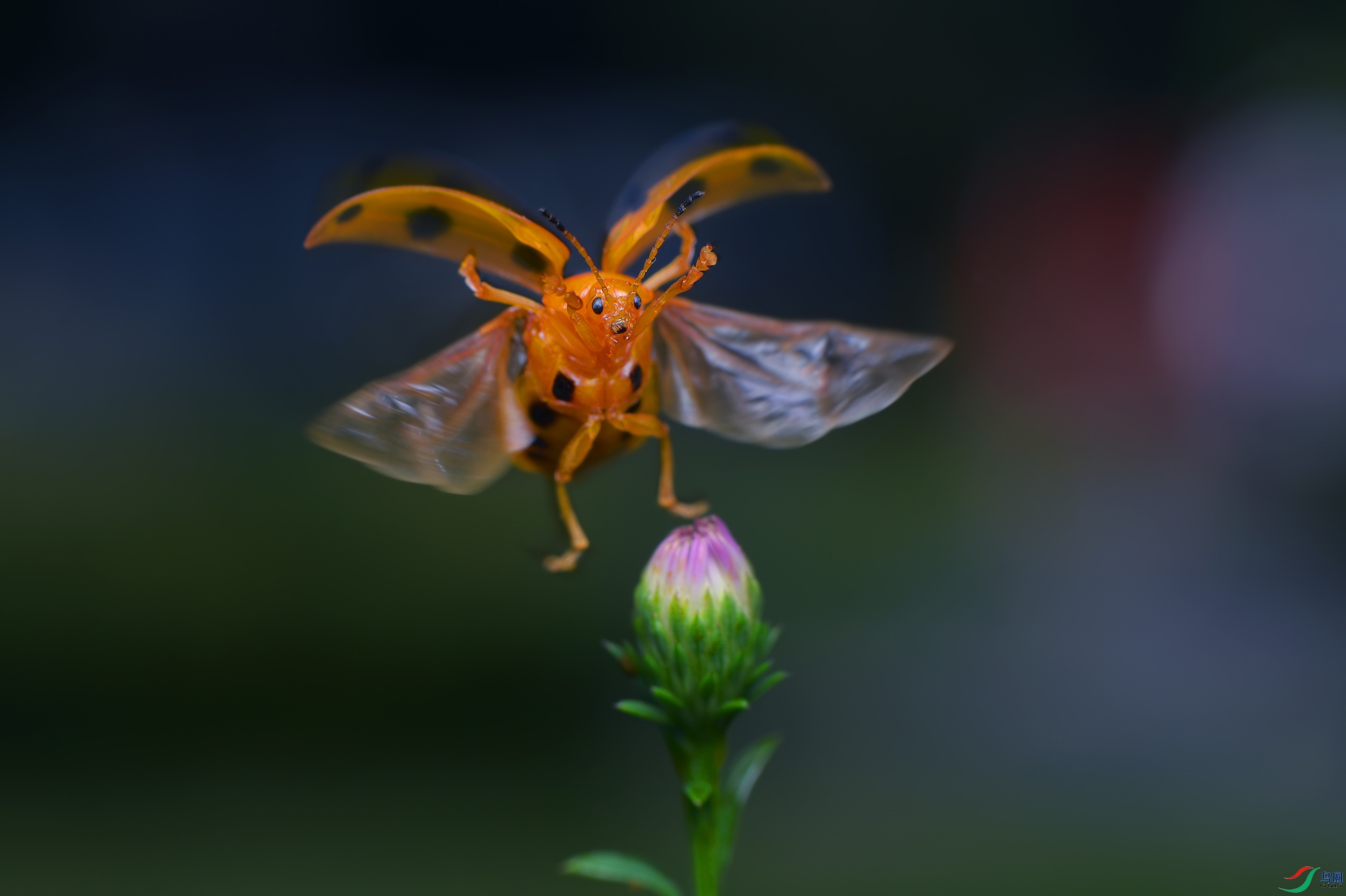 DSC_3653 ����.jpg