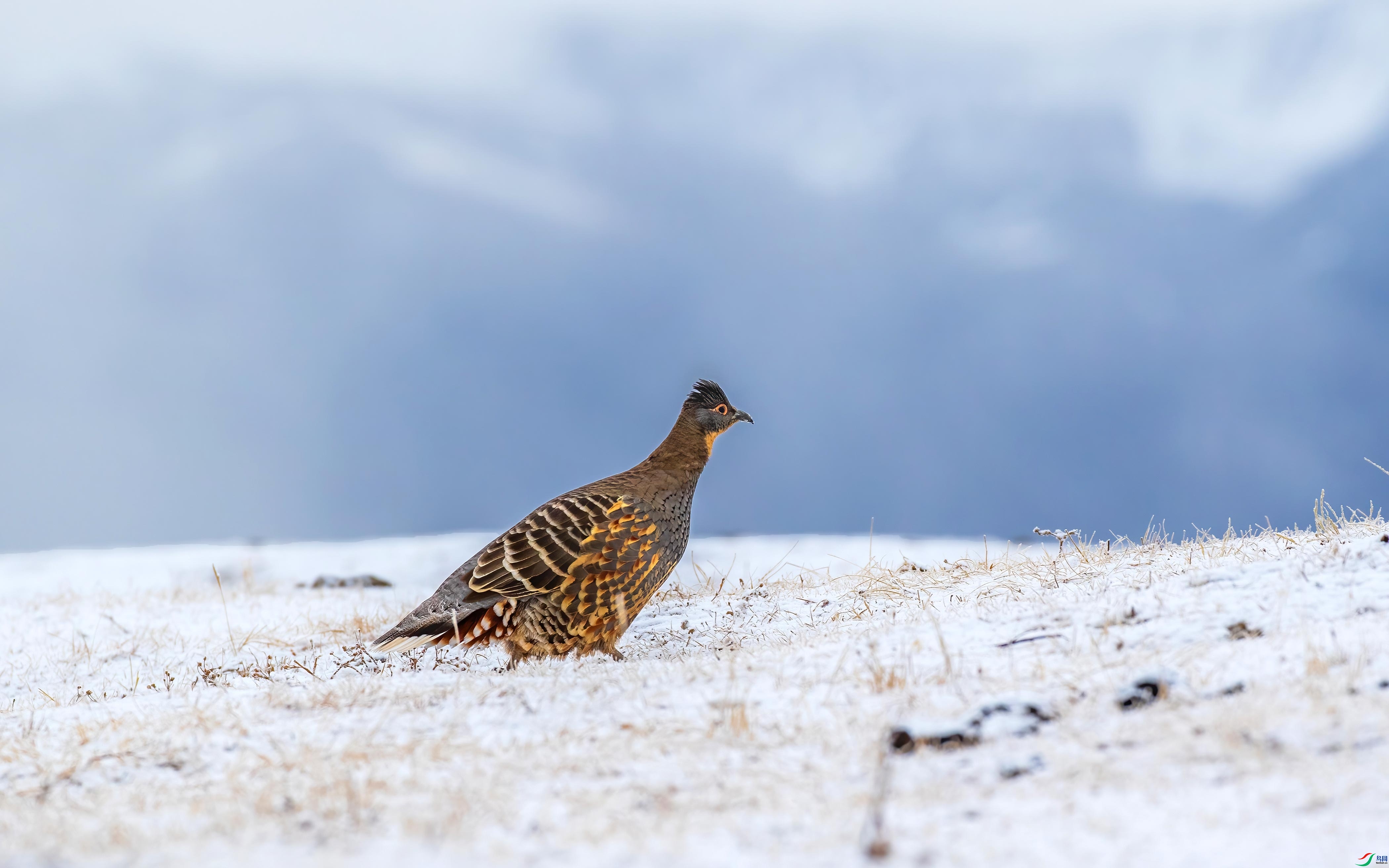 ѩ���� ���� �ɶ��Ͻ� ����.jpg