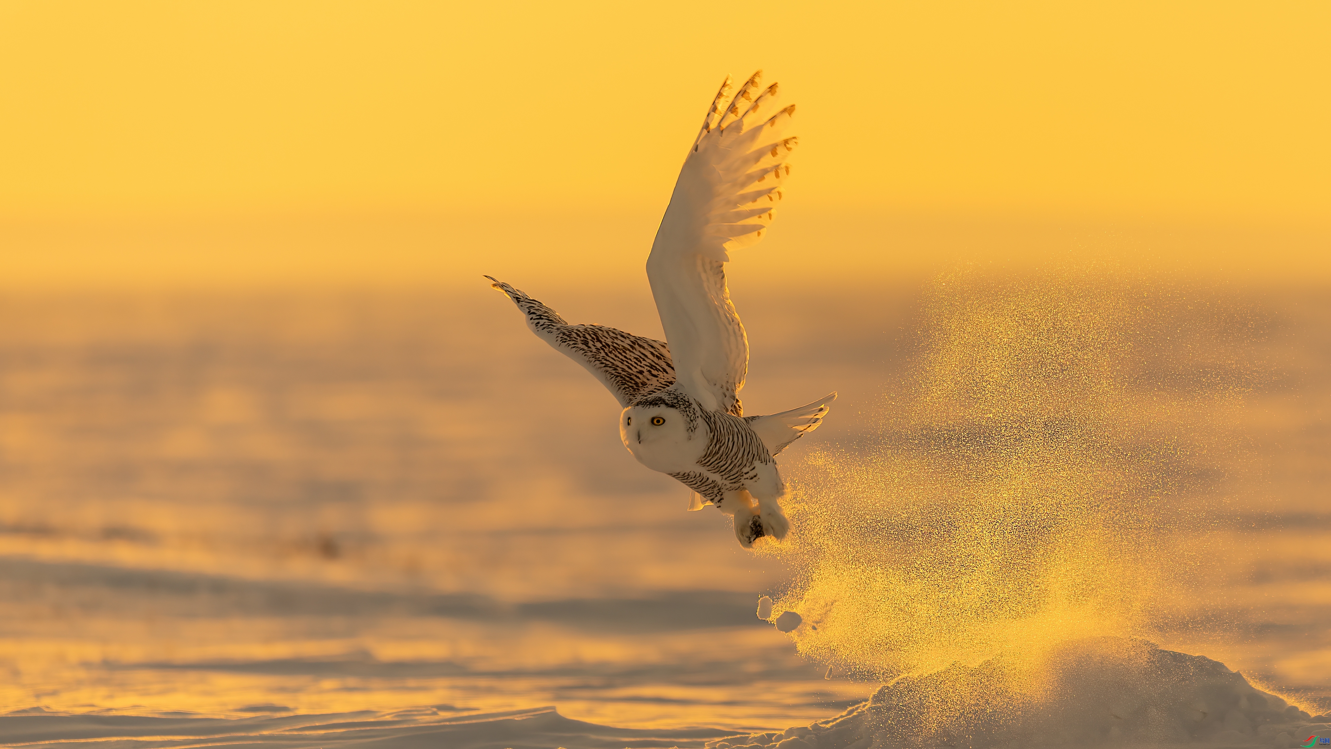 ��ѩ�^  ���� ���¹�Ӣ ����.jpg