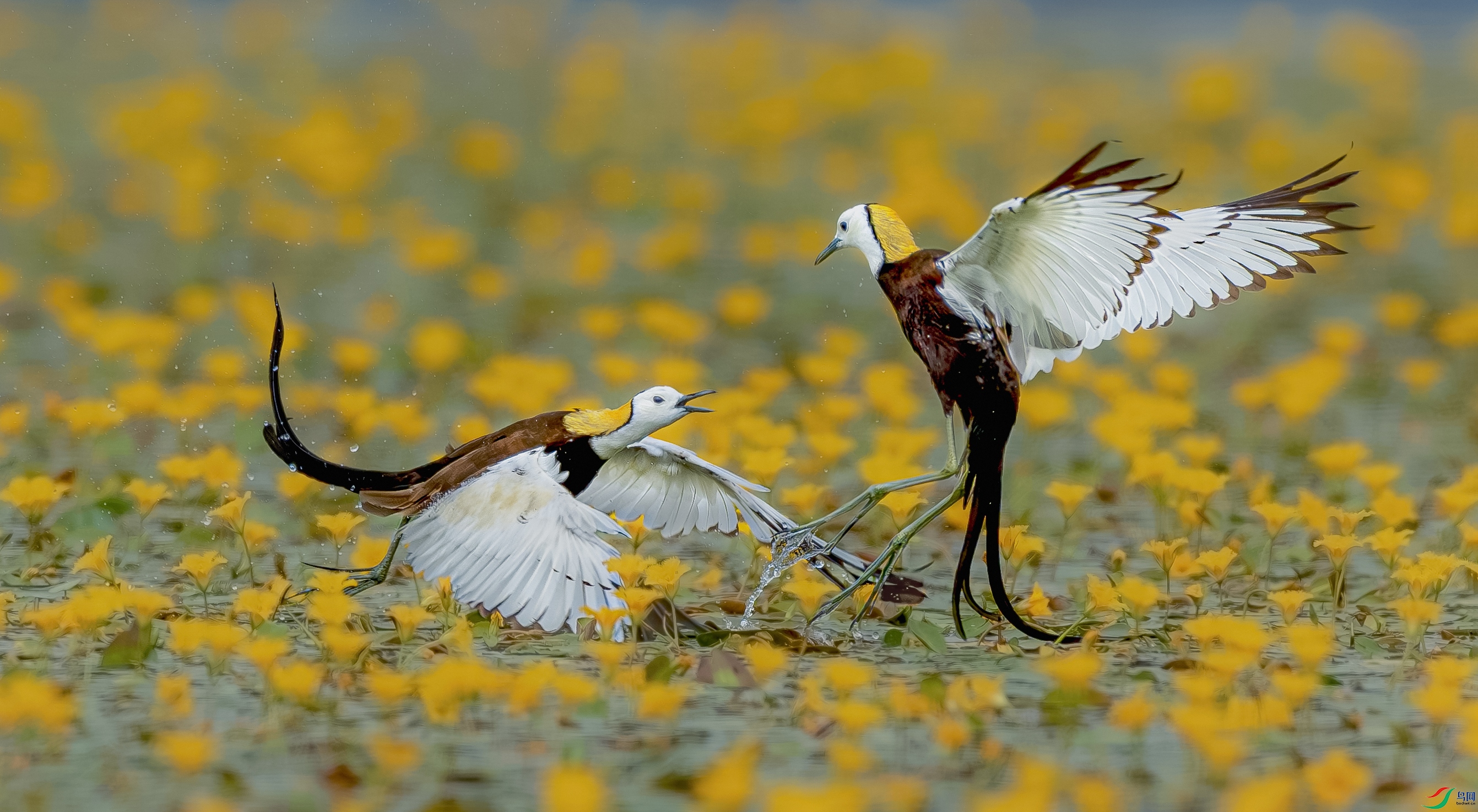 _YH_5597-����ǿ-NR-333.jpg