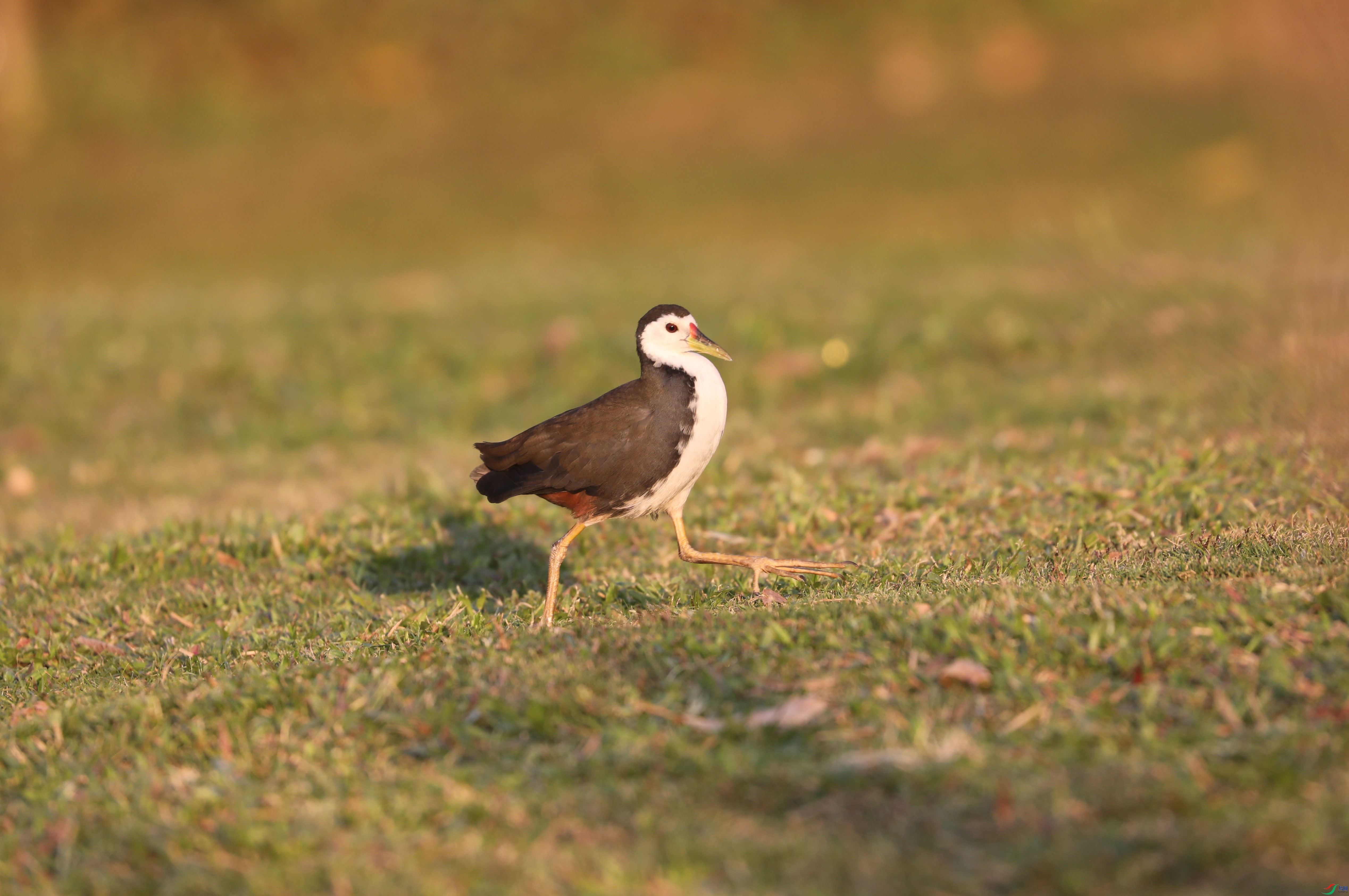 BL7A8435.JPG