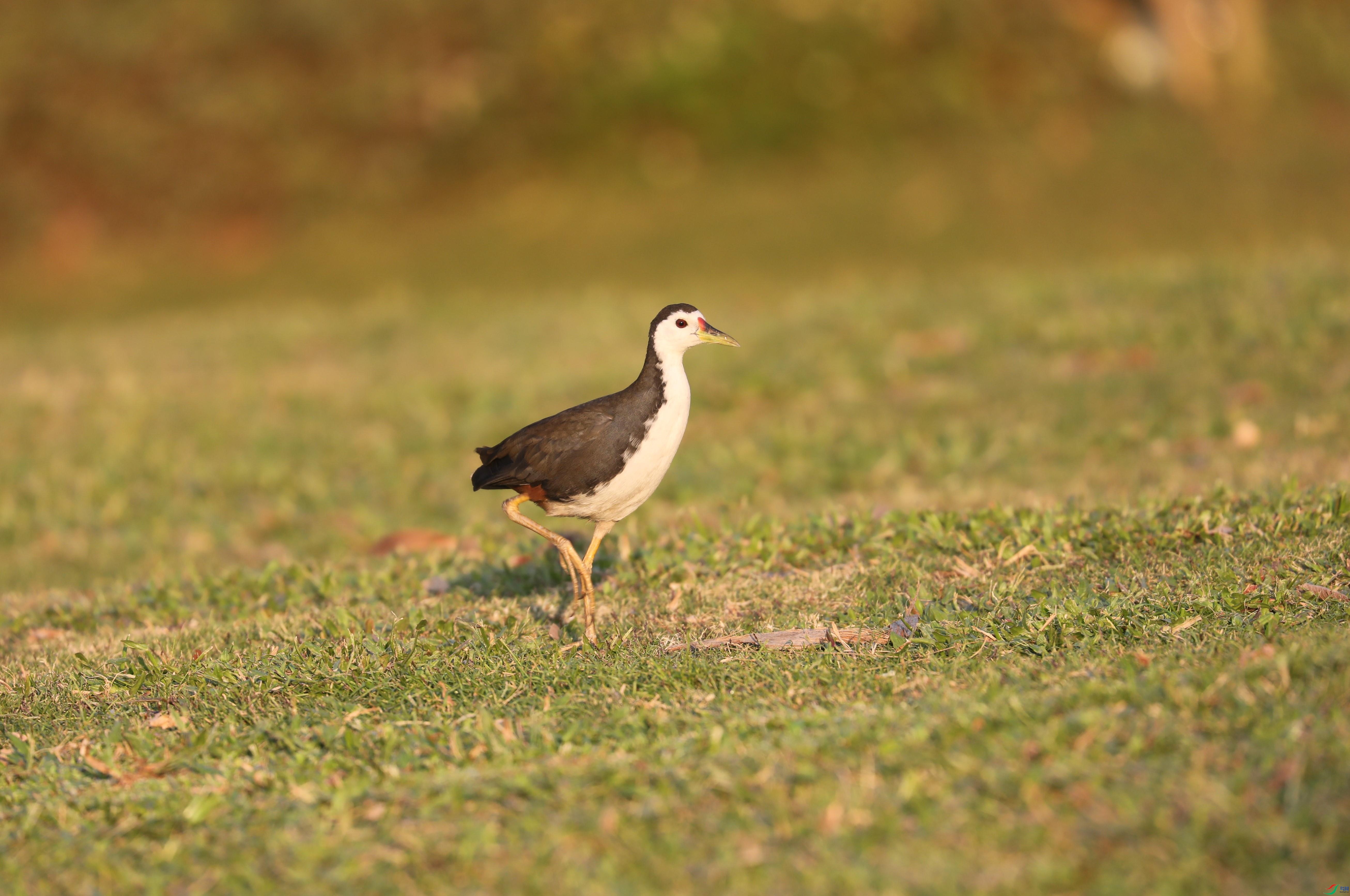 BL7A8432.JPG