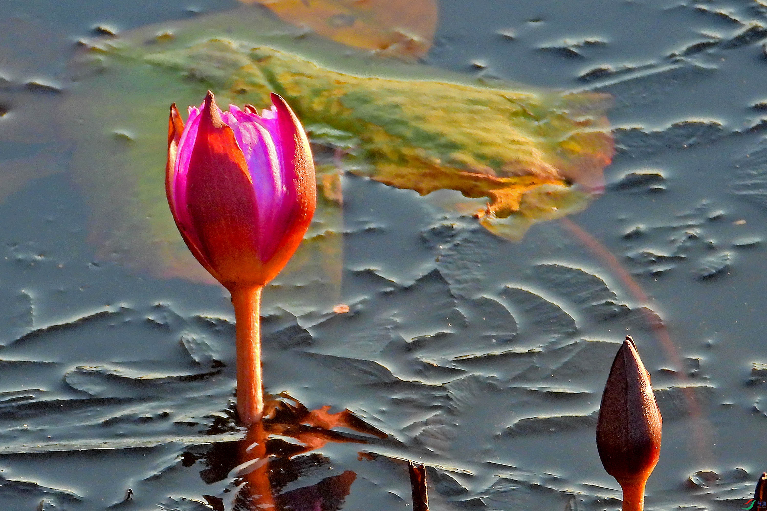 DSCN1814.JPG