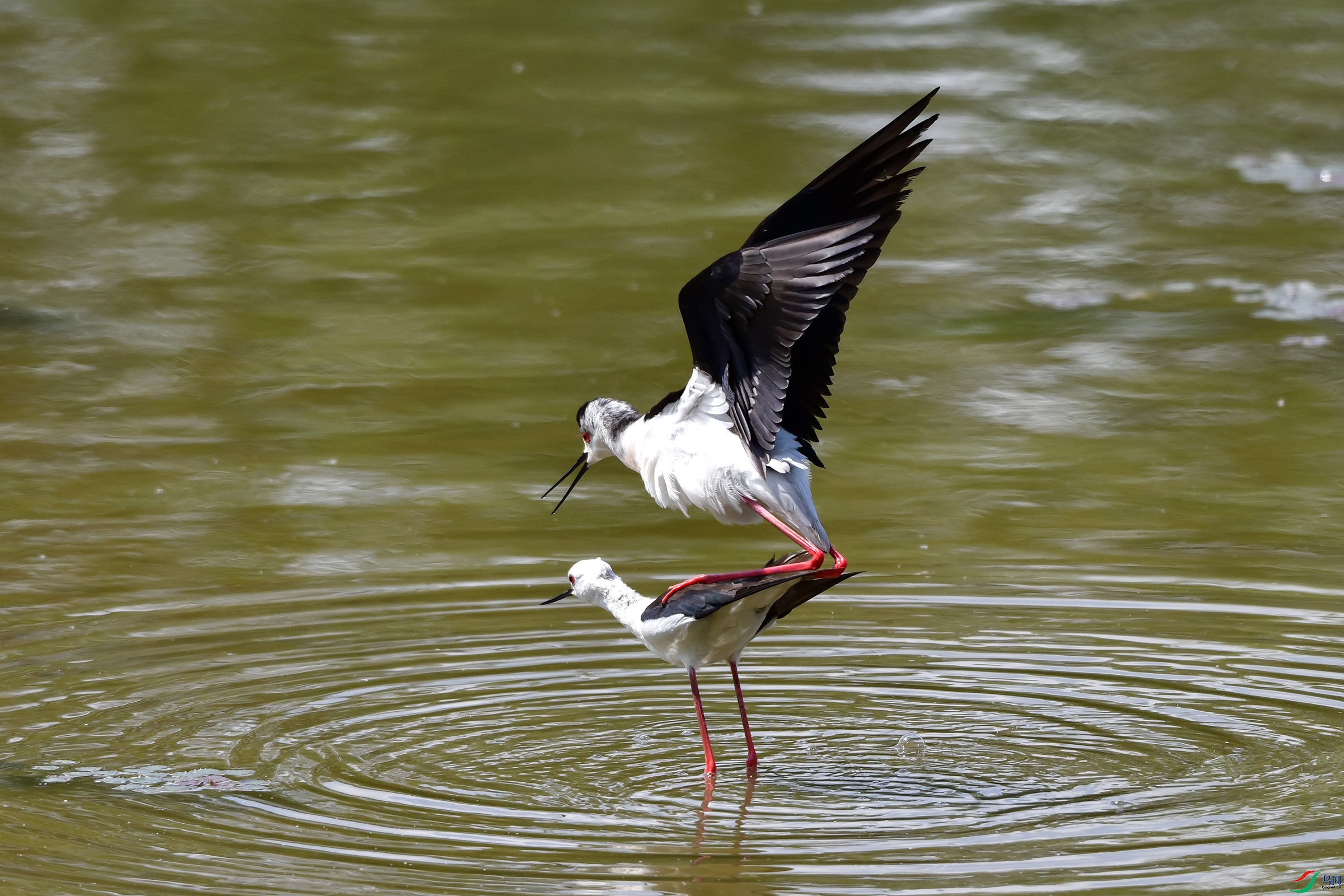 DSC_2911.jpg