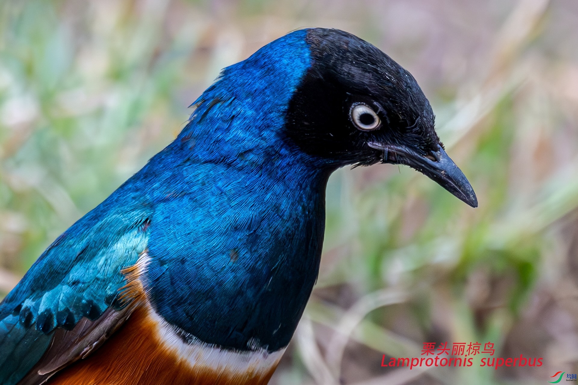 DSC_6775_����2.jpg