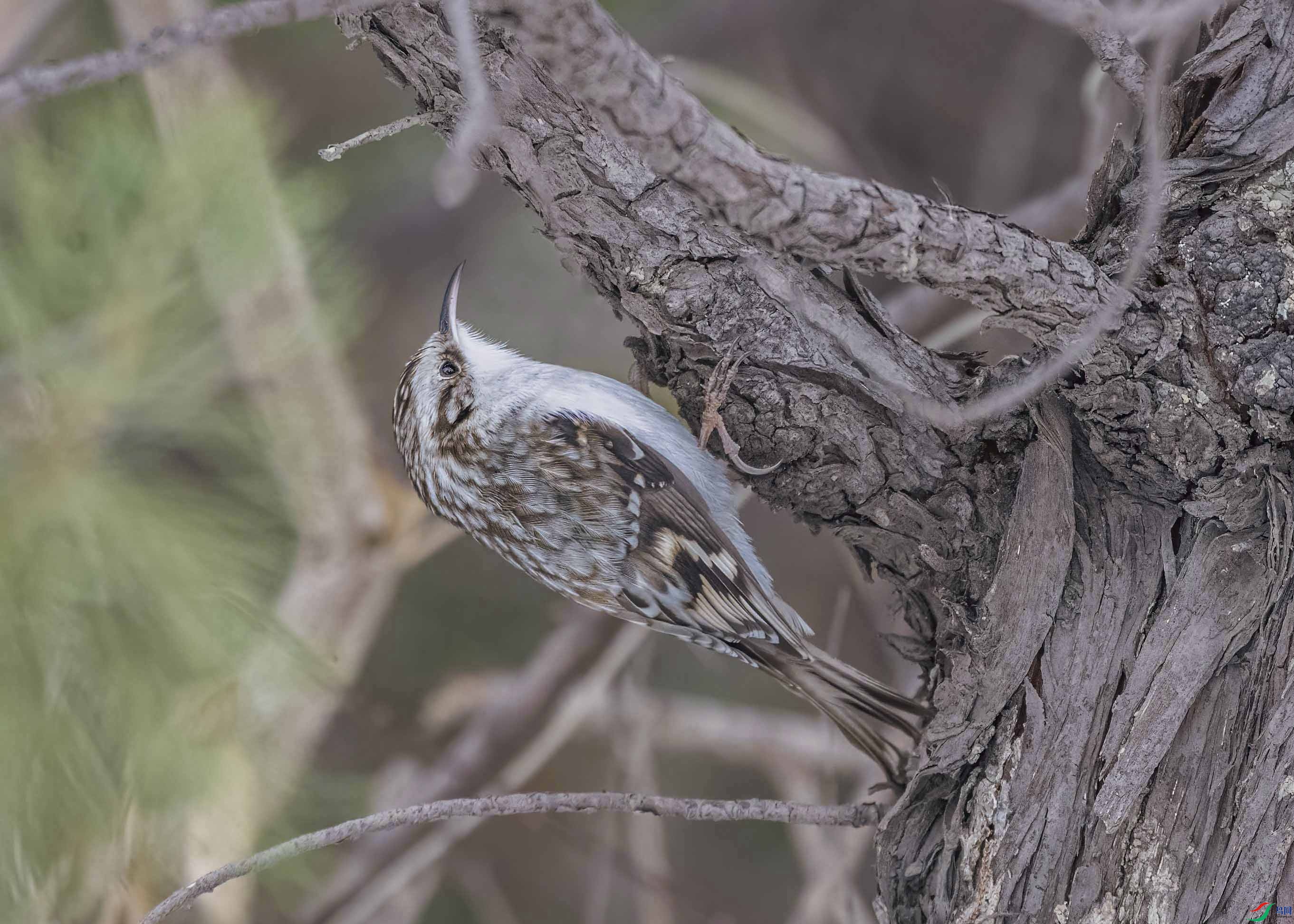 DSC_2834 ����-C ���� 2.jpg