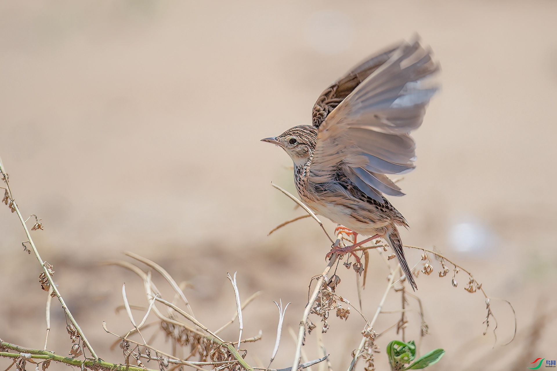 DSC_3179.jpg