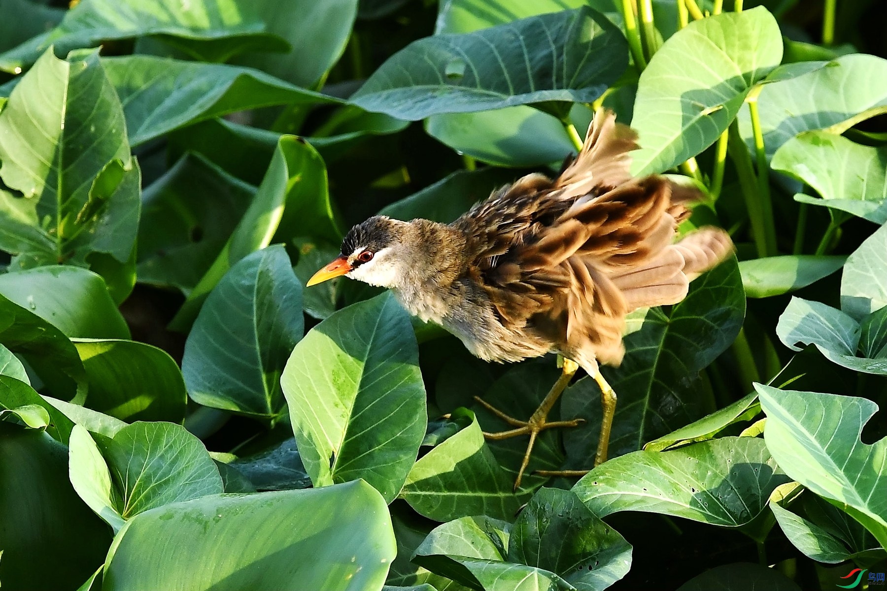 DSC_4464_����.jpg