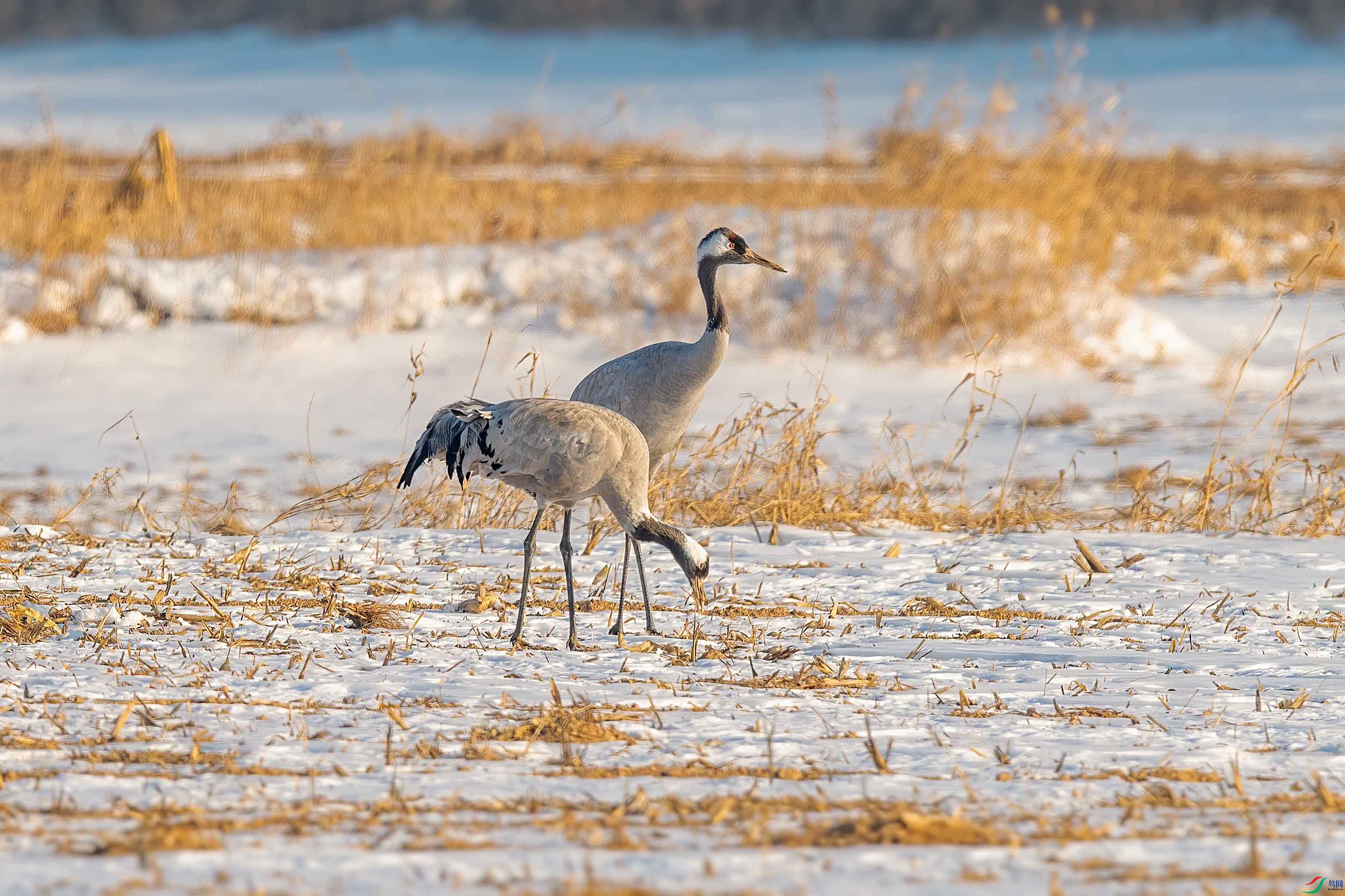 DSC_5274 ����-A.jpg