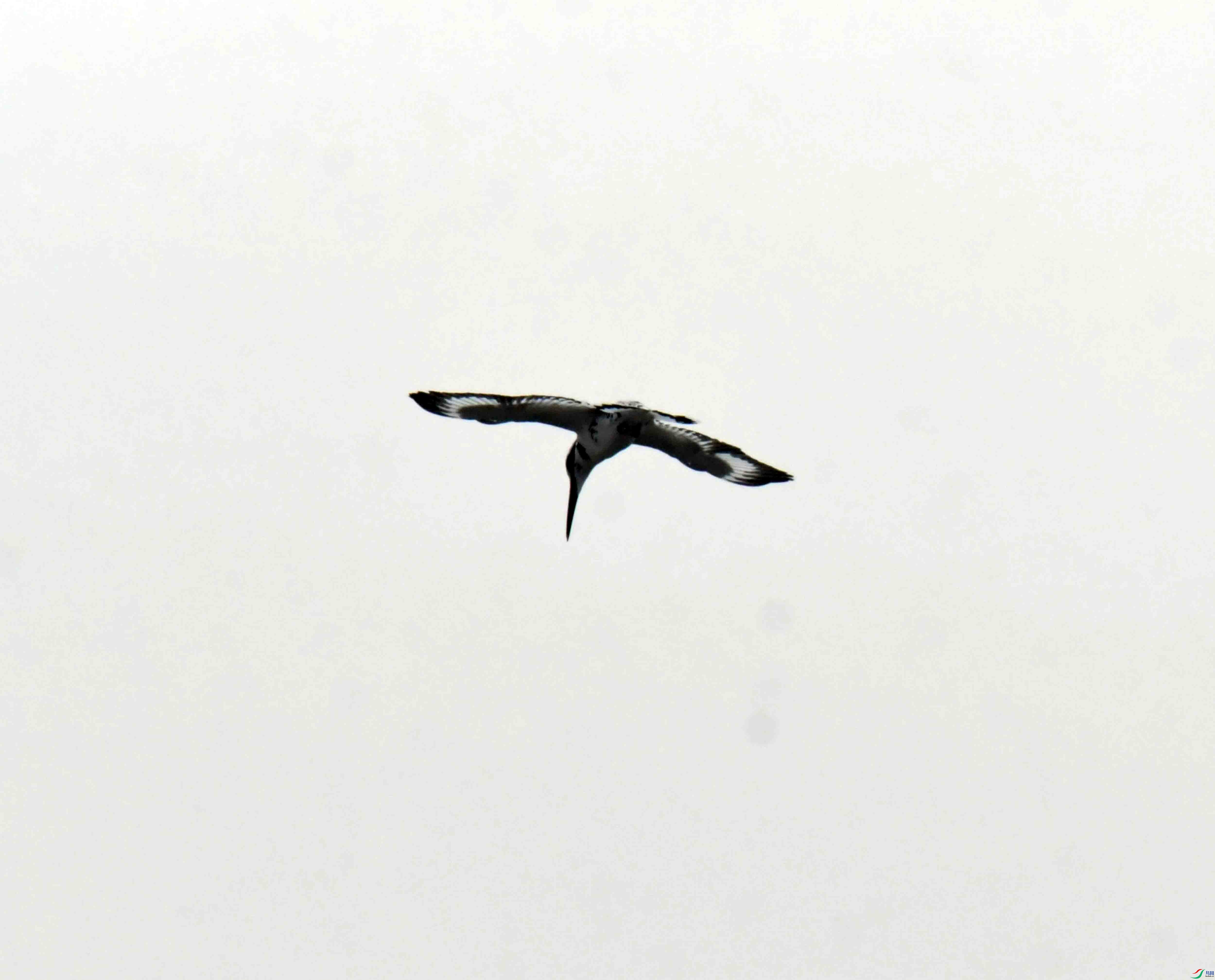 DSC_8271.JPG