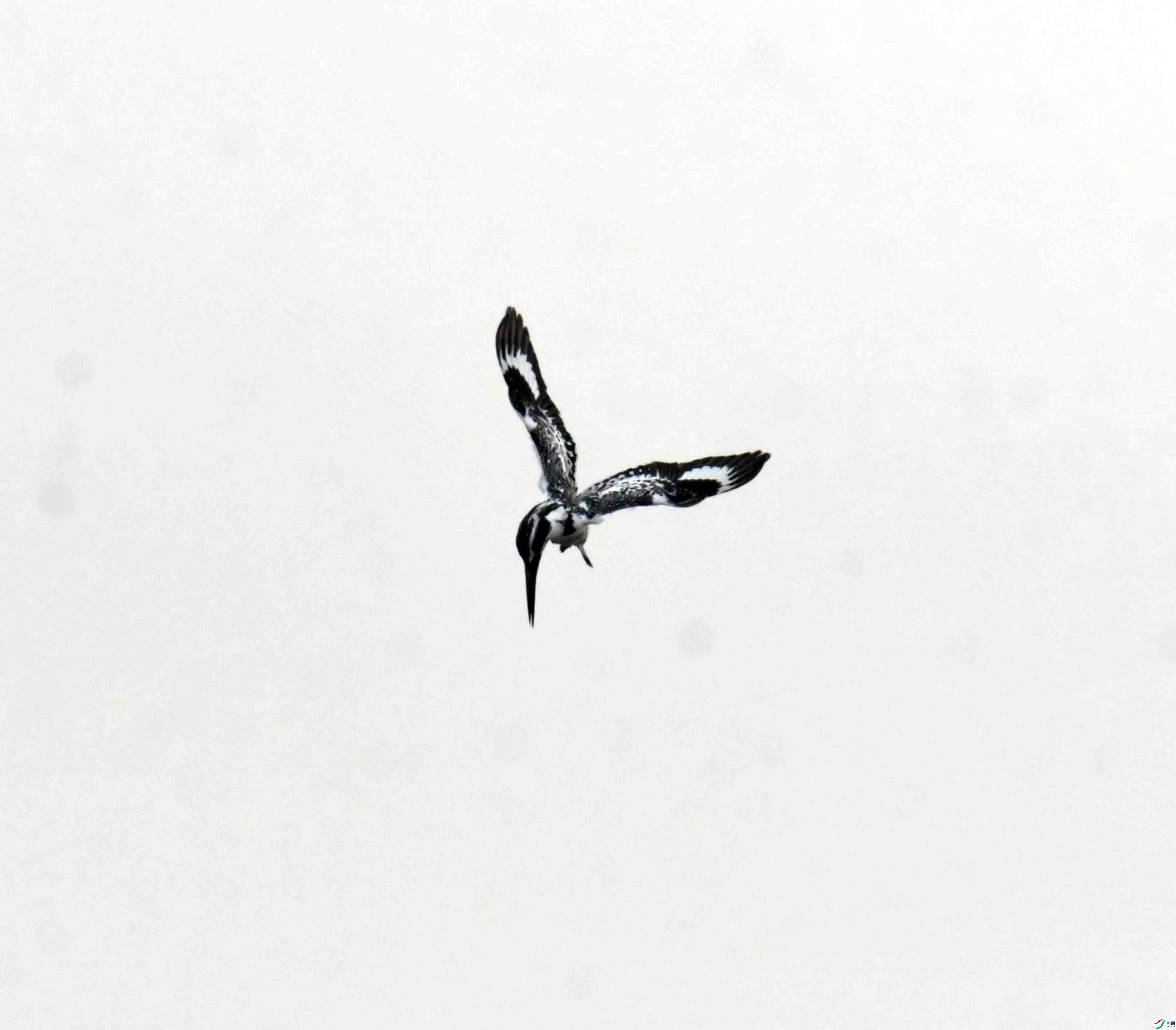 DSC_8274.JPG