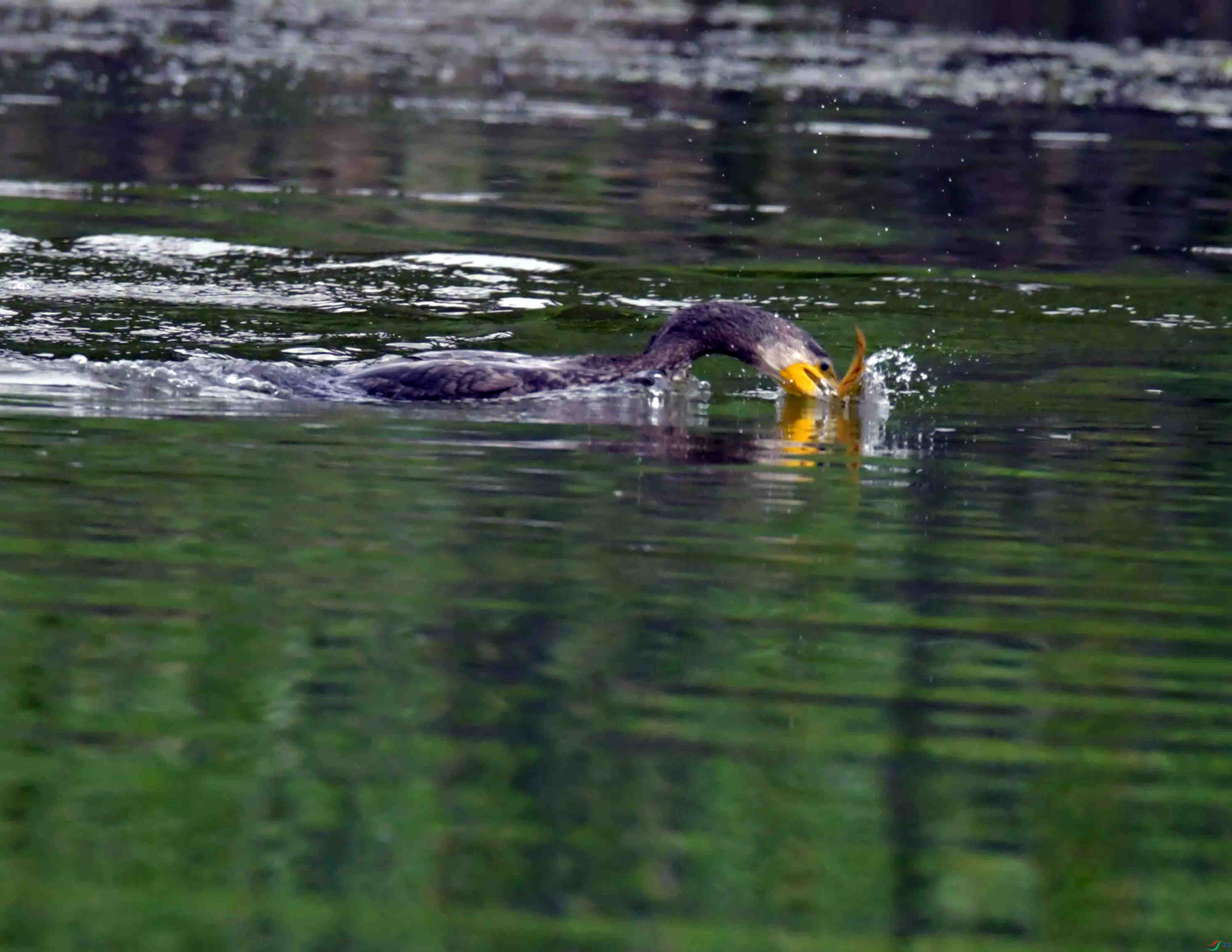DSC_0843.JPG