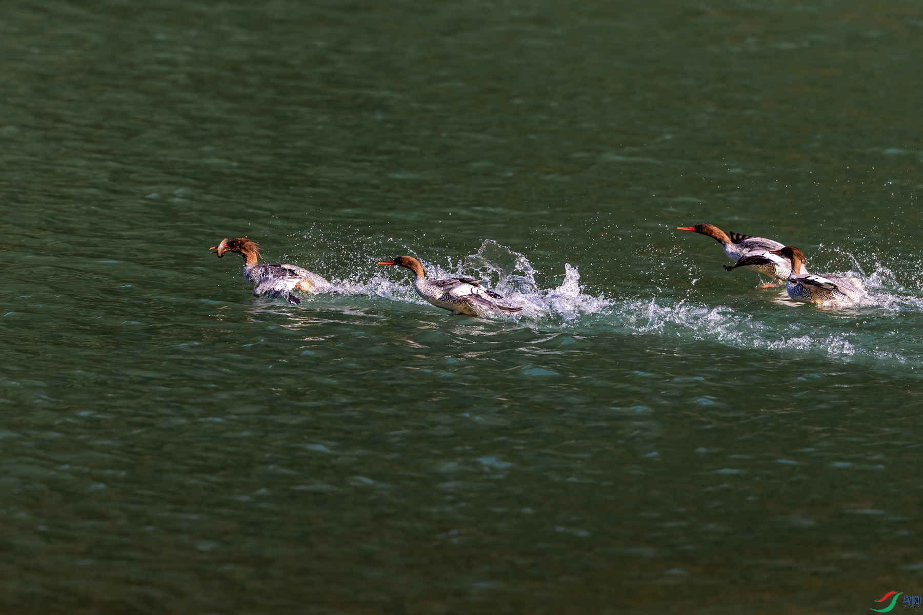 BF1I3655 ����_����_����.jpg