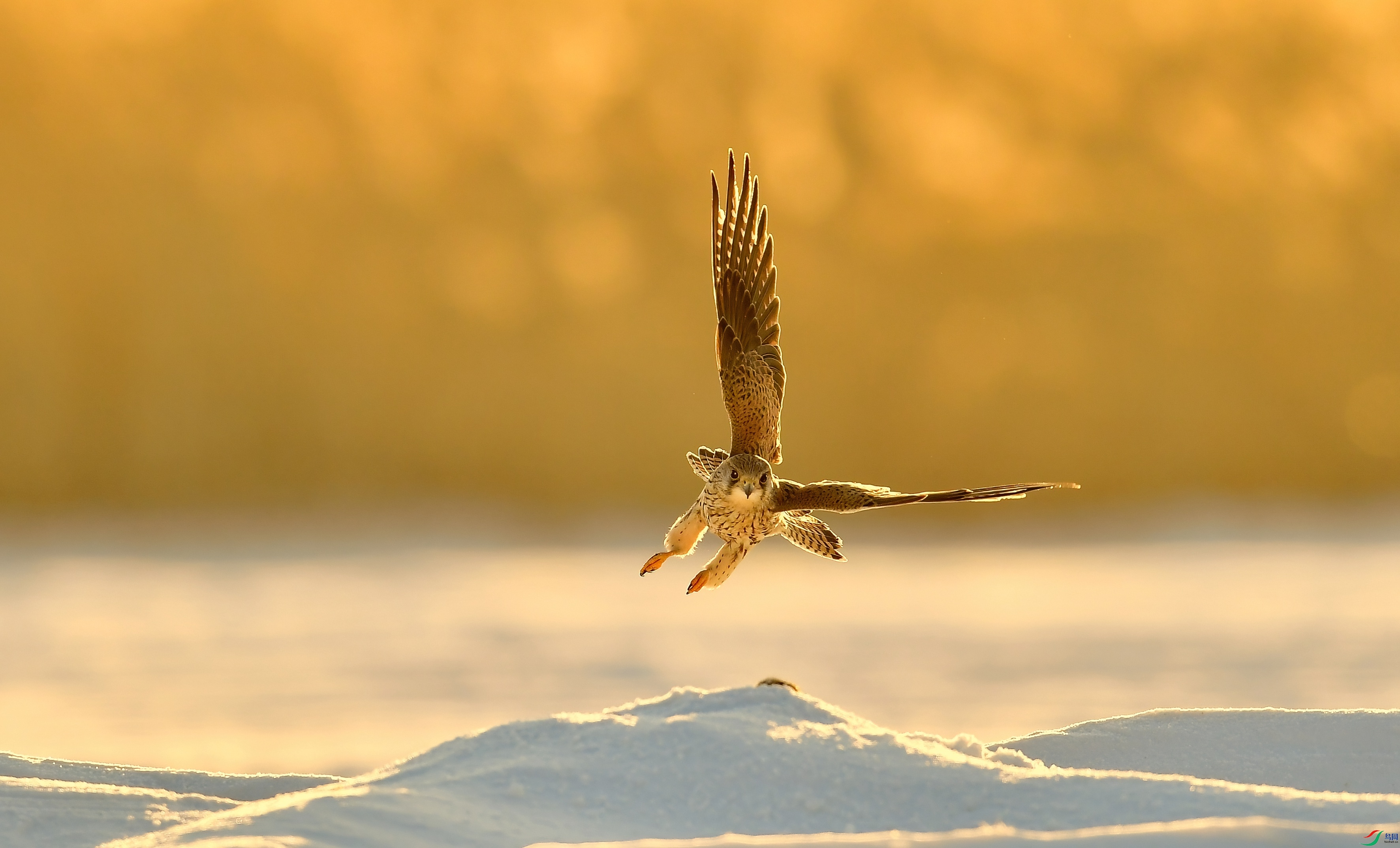 WZL_8799.jpg
