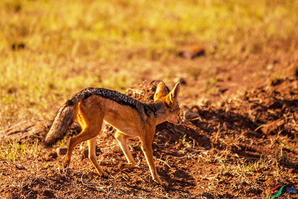 DSC_4184.jpg