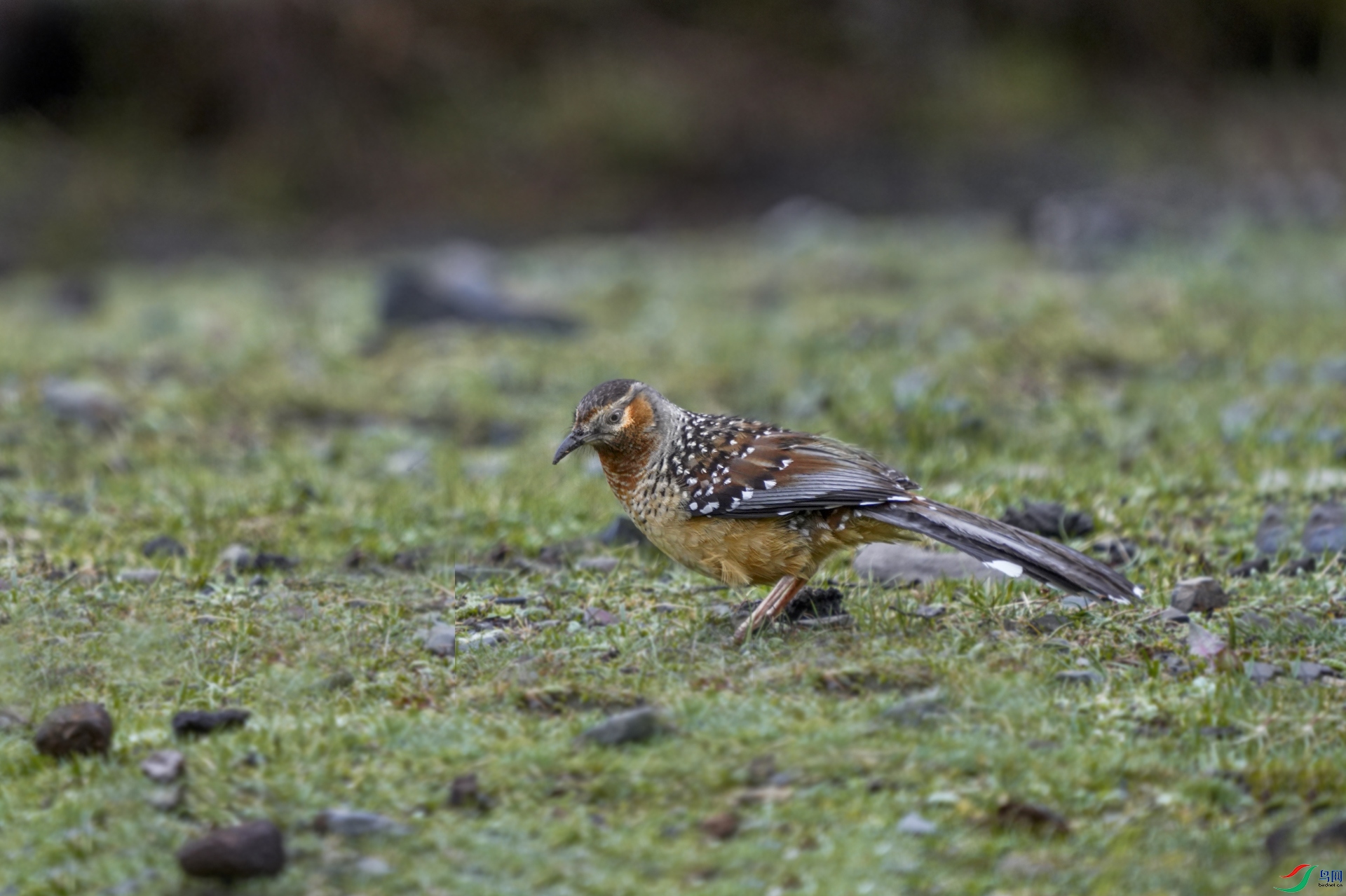 DSC_3620.jpg