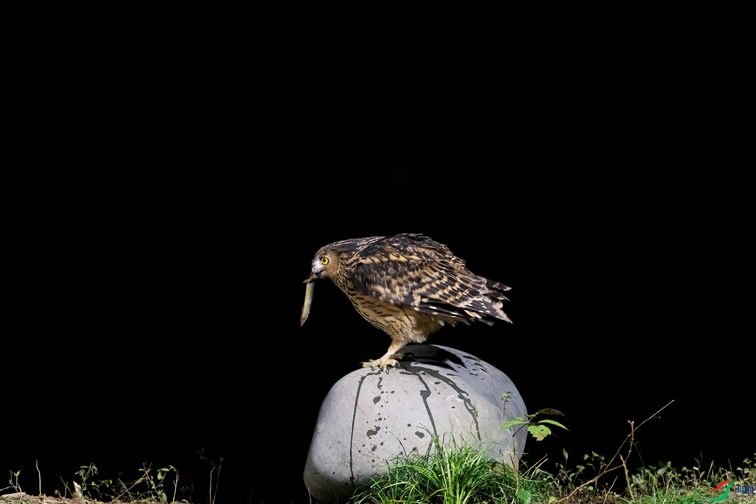 DSC_3364--SR.jpg