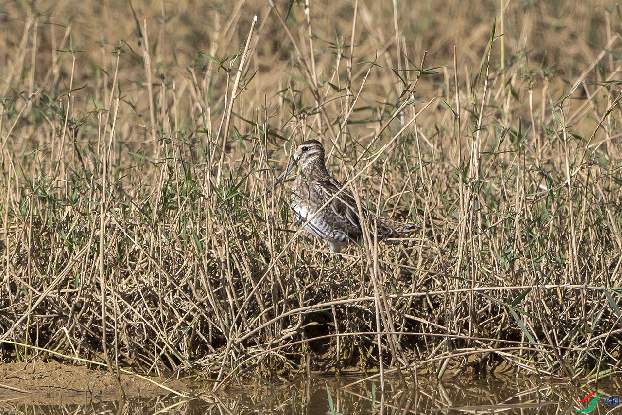 DSC_6085.jpg