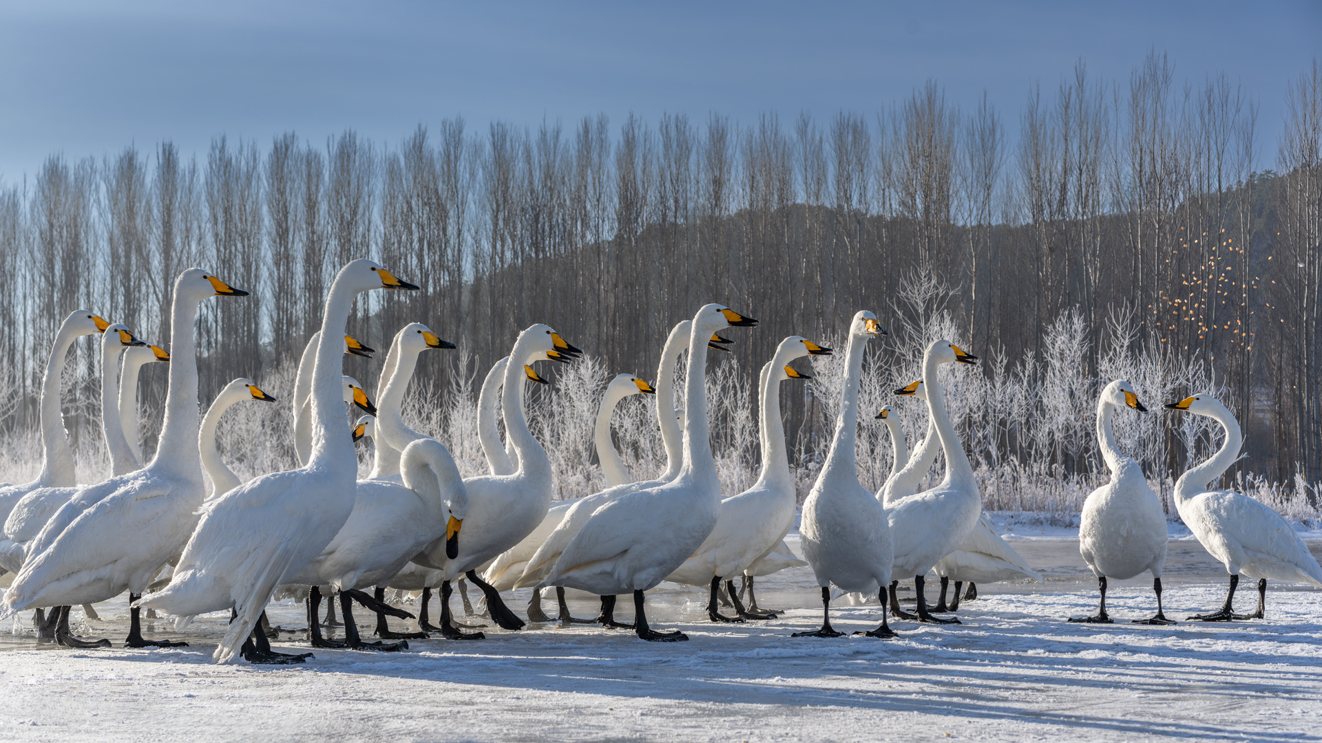 �����ϡ�  ����ľ.jpg