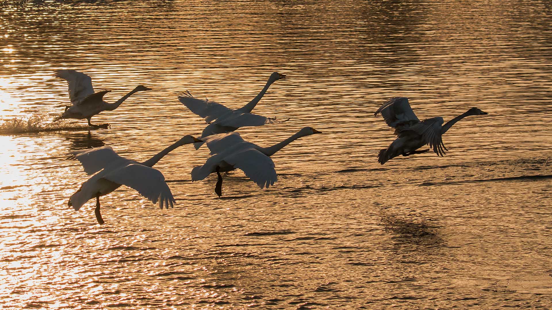 ��ĺ�顷  ɽɽɽ.jpg