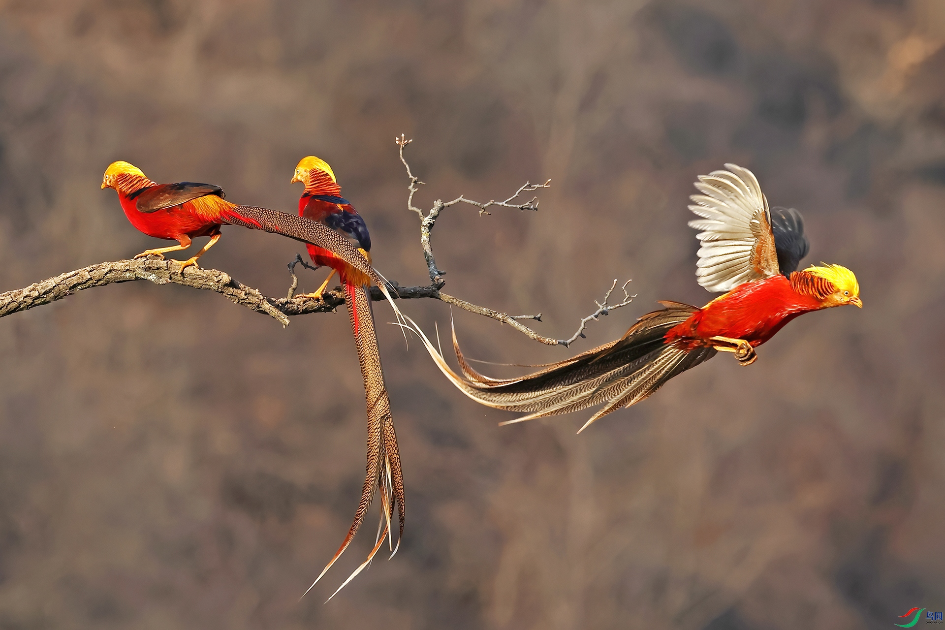 ��ɽ�츹����109-1.jpg