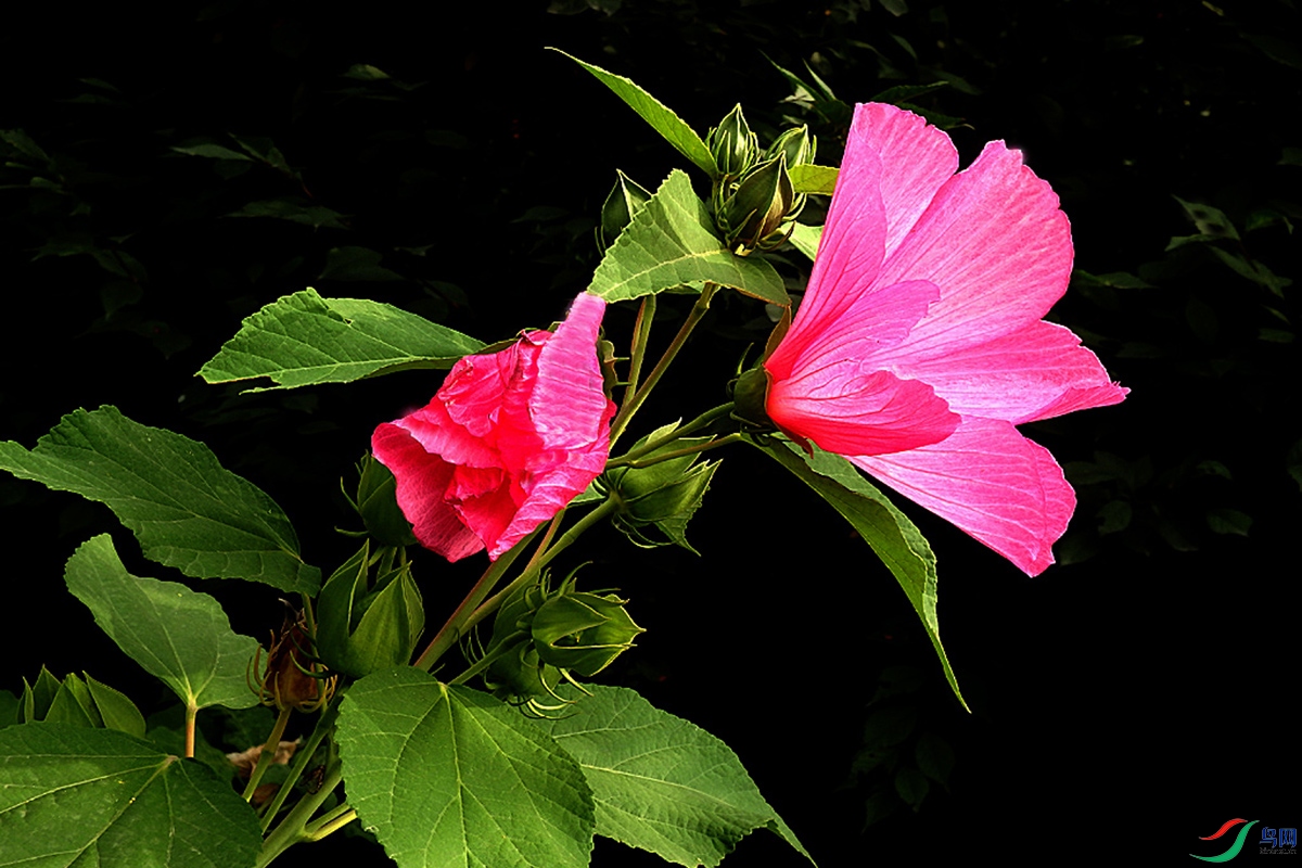 IMG_2378.jpg