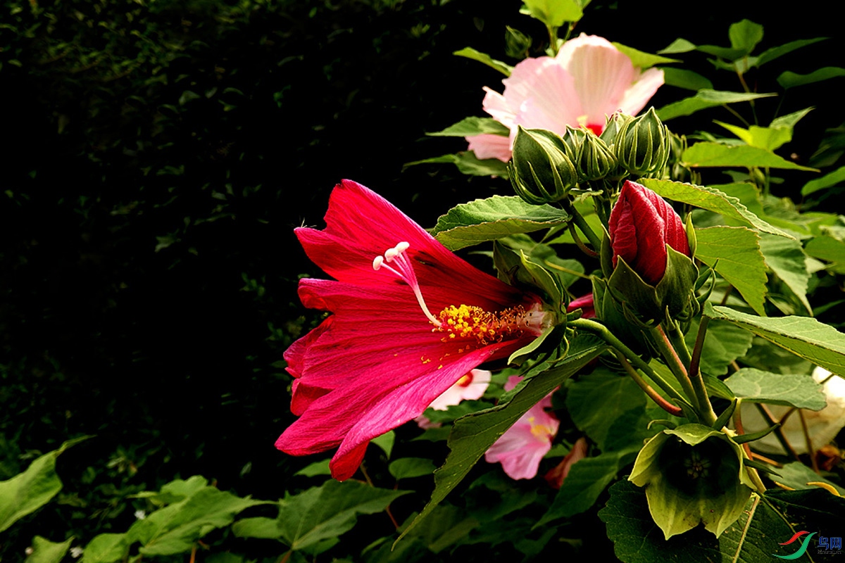 IMG_2383.jpg