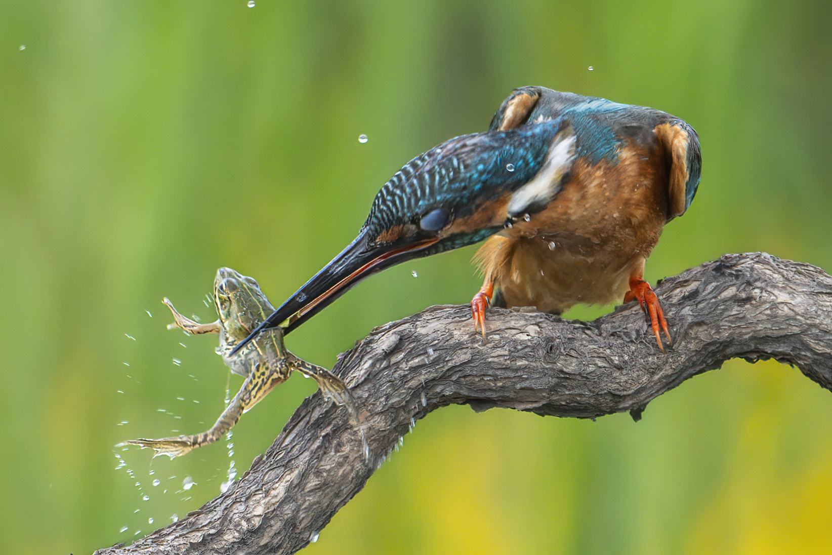 ��С�ջ�  ����.jpg