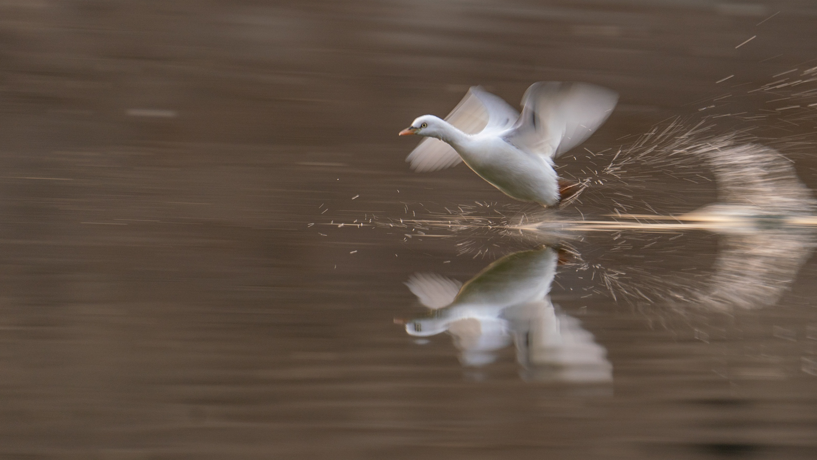 ���ڷɡ�  ��������.jpg