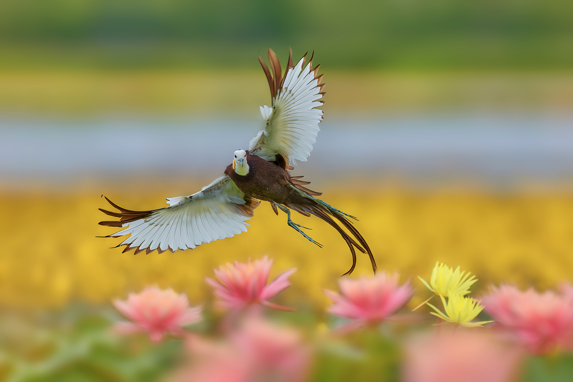 �������ӡ�  �����.jpg