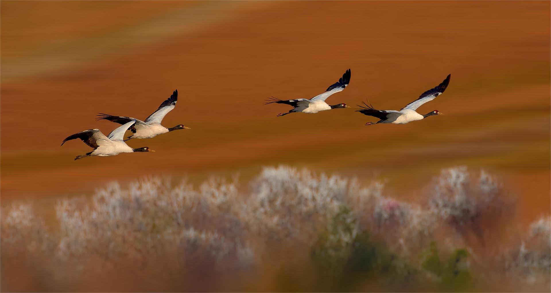 ����ѩů����  �����.jpg