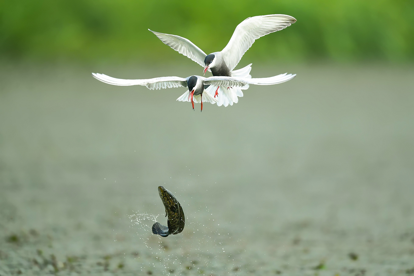 �����ڻ�����  ��������.jpg