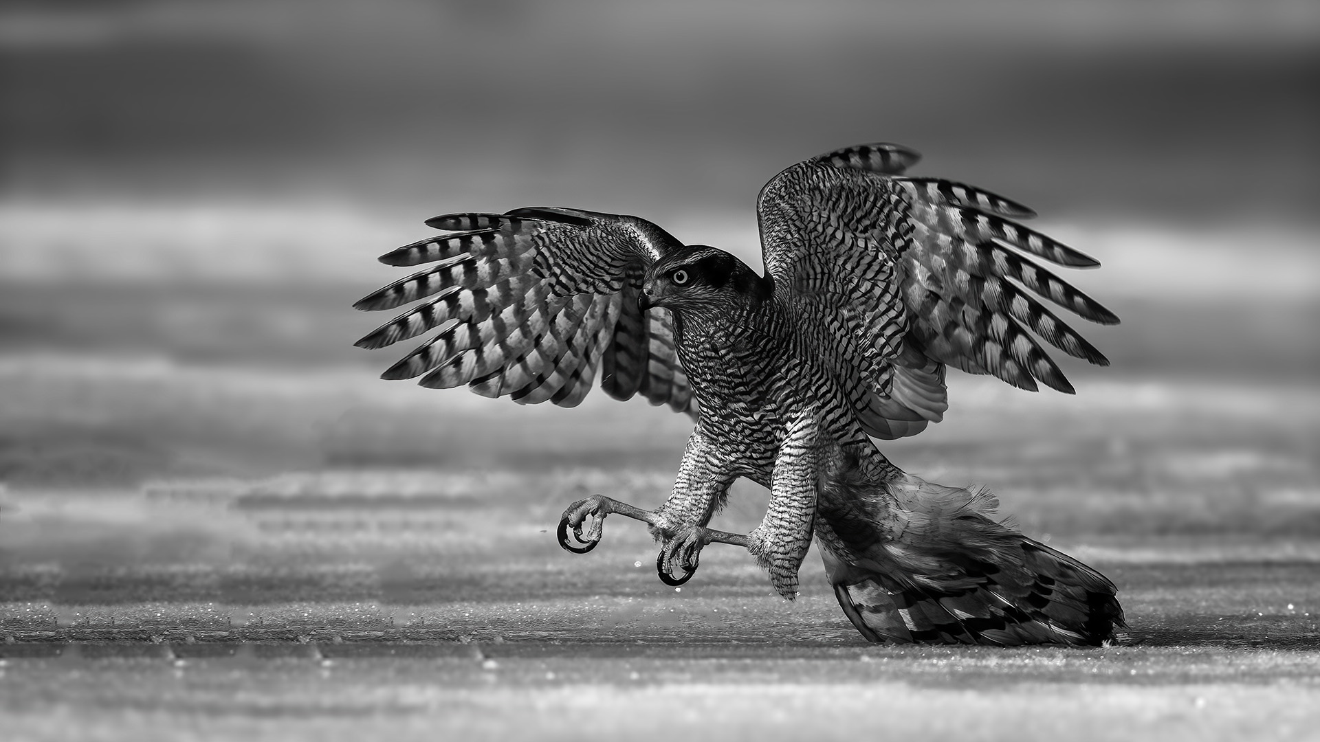 ��������롷  ��������.jpg