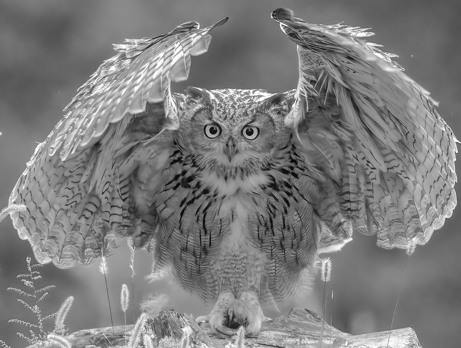 �����ߡ�  �䱾����.jpg