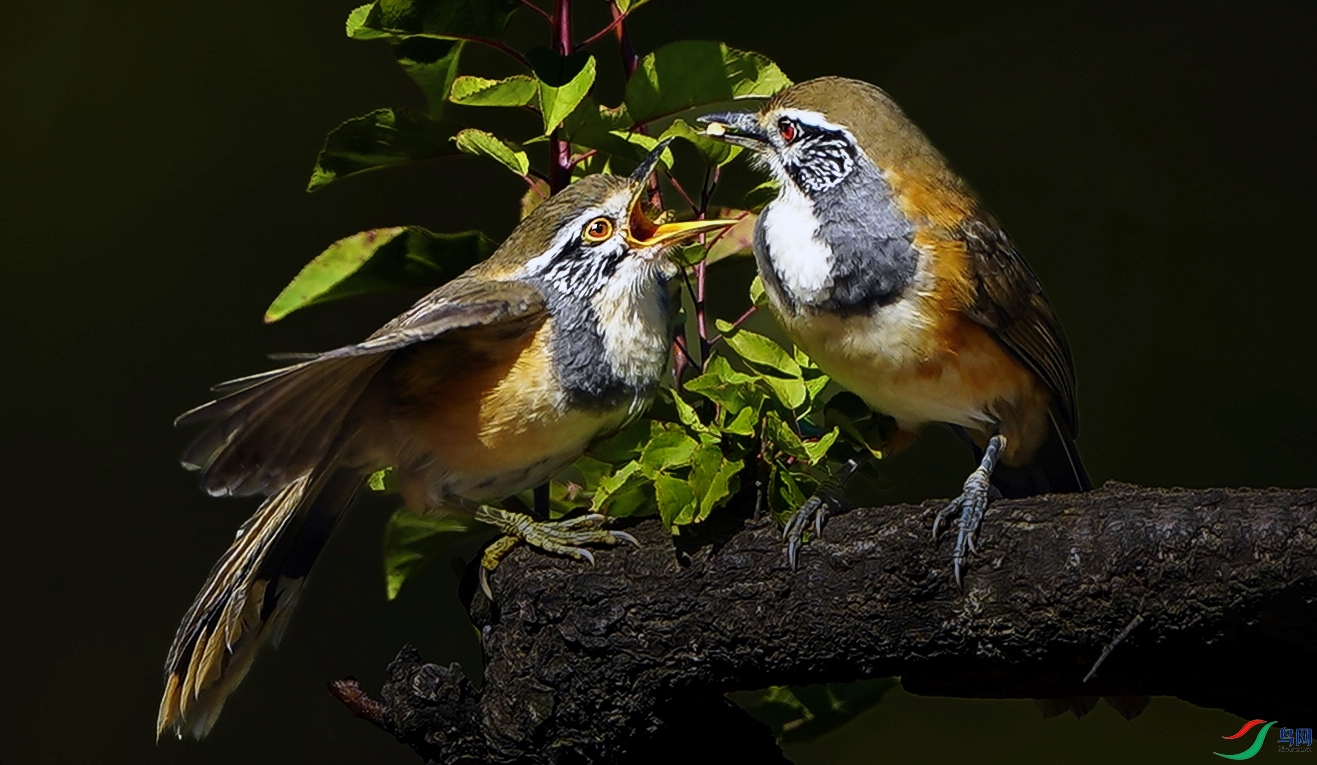 DSC00011 ����1.jpg