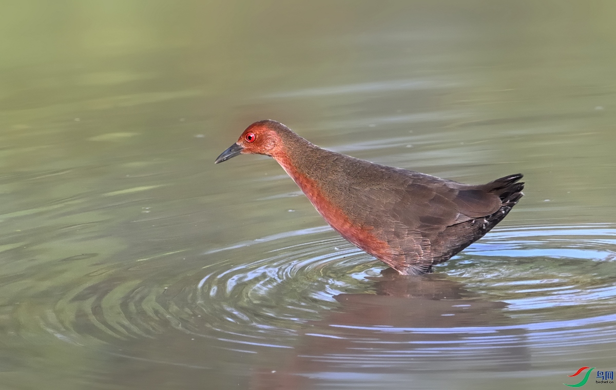DSC_2295.jpg