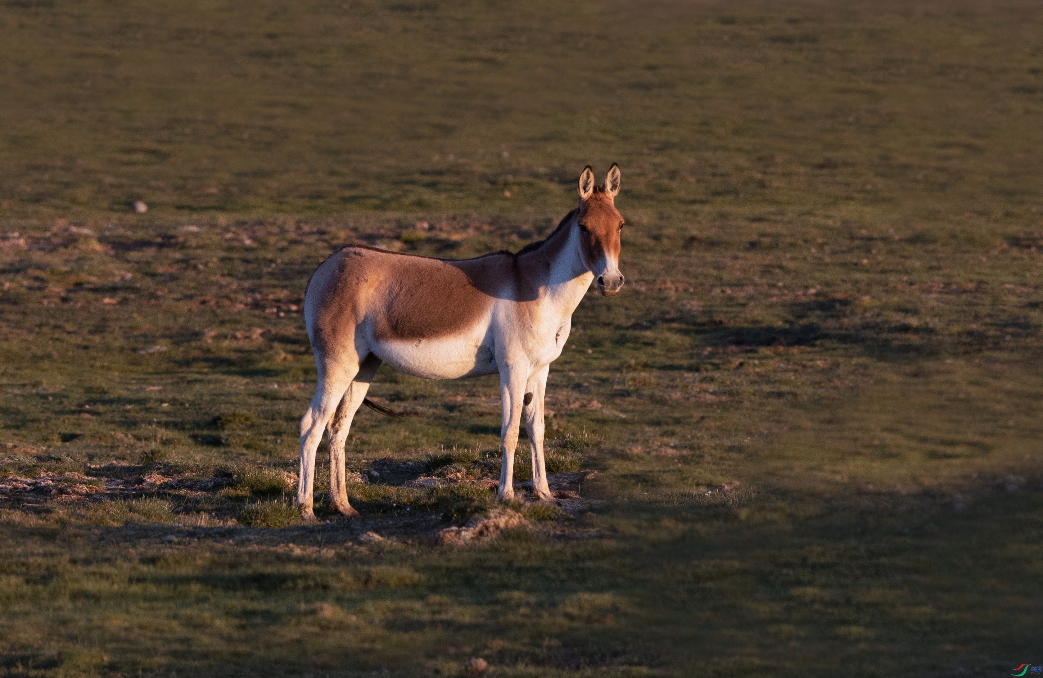 381A9780 - ����.jpg