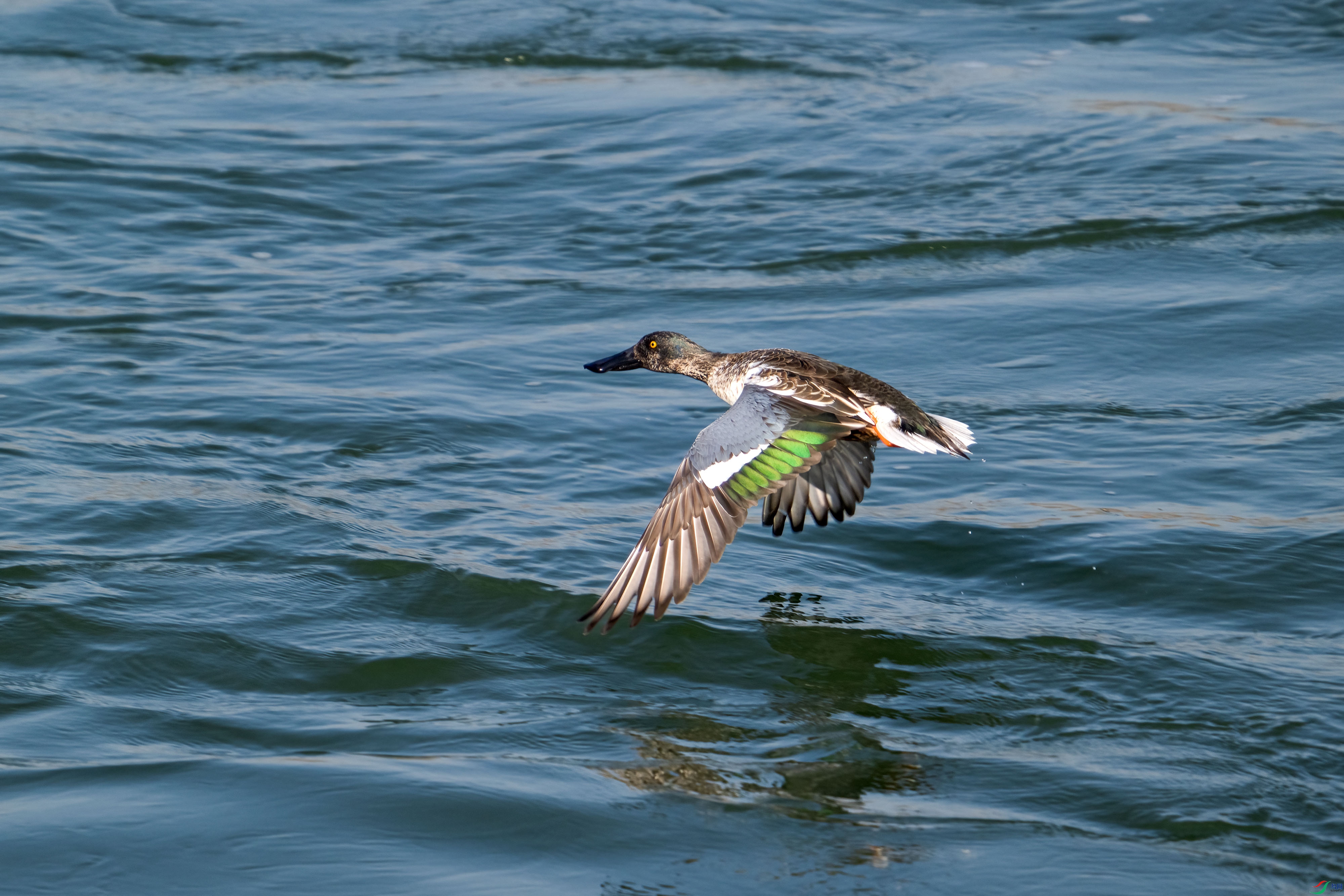_DSC3292.jpg